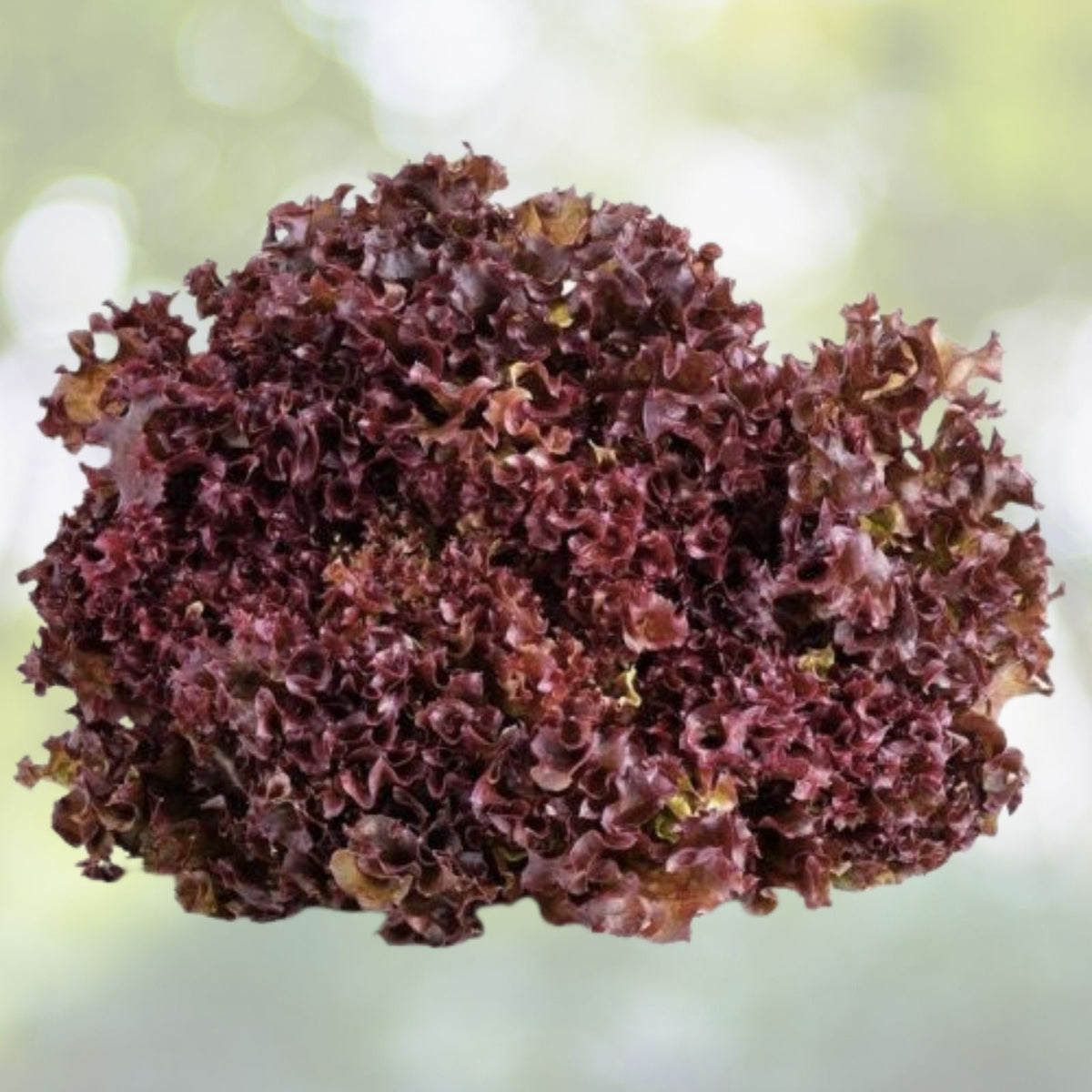 Red Salad Bowl Lettuce Seeds | Heirloom NON-GMO | Lactuca sativa | Home Gardening Lettuce Varieties