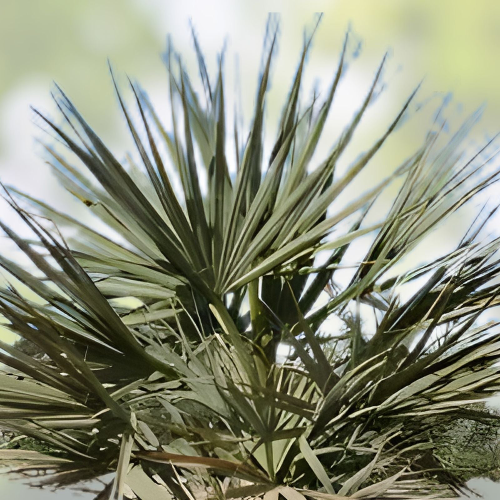 Nannorrhops Ritchiana Live Plant Silver Mazari Palm Indoor Outdoor 1 Year Old Pakistan Origin