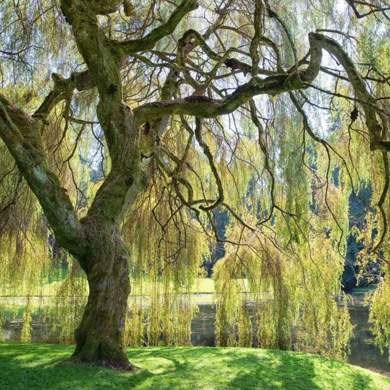 Weeping Willow Tree - Live Plant with Arching Canopy - Salix babylonica - Memorial Gift