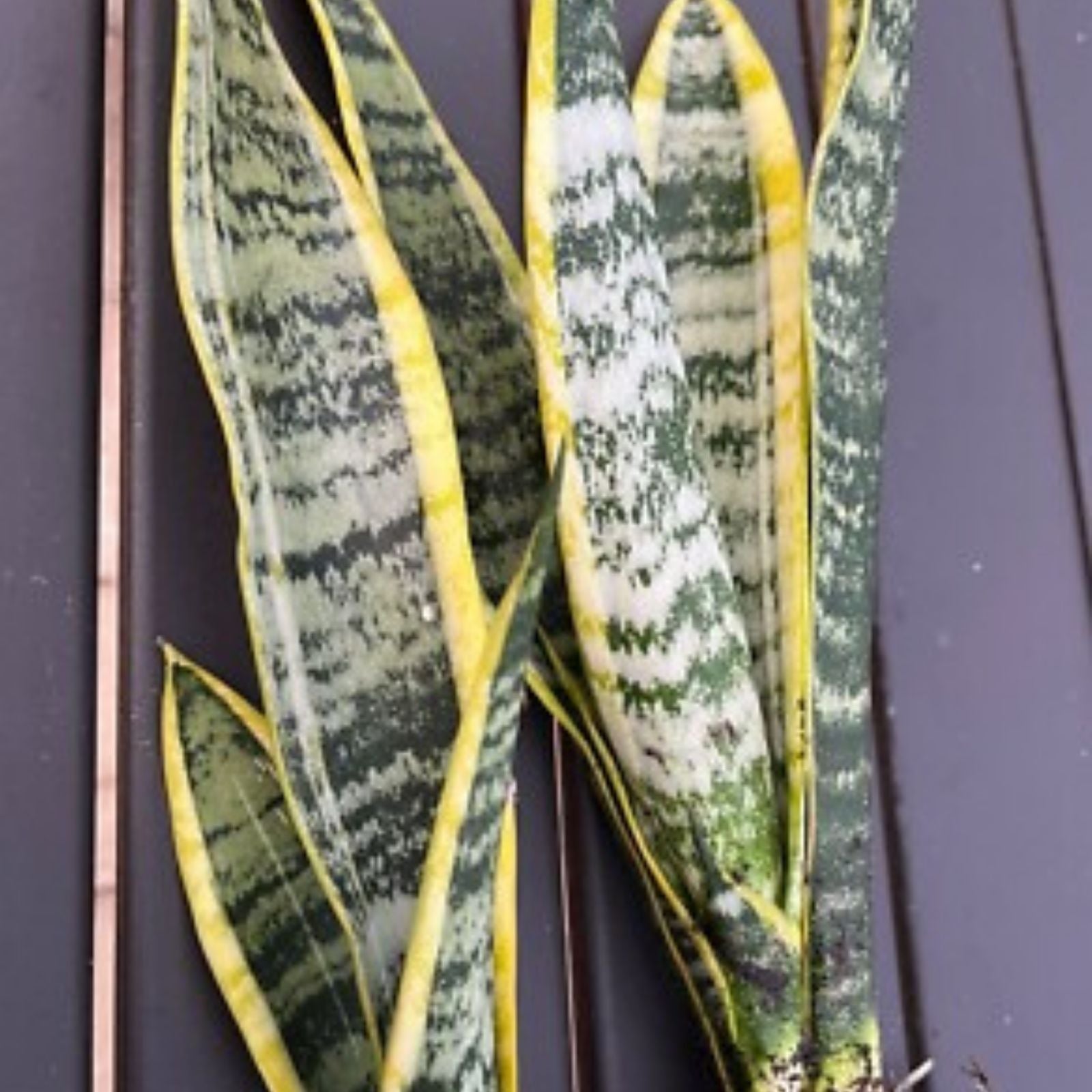 Snake Plant Clipping - Unrooted Mother-In-Law's Tongue - Sansevieria Live Plant Cuttings - Indoor Air Purifier