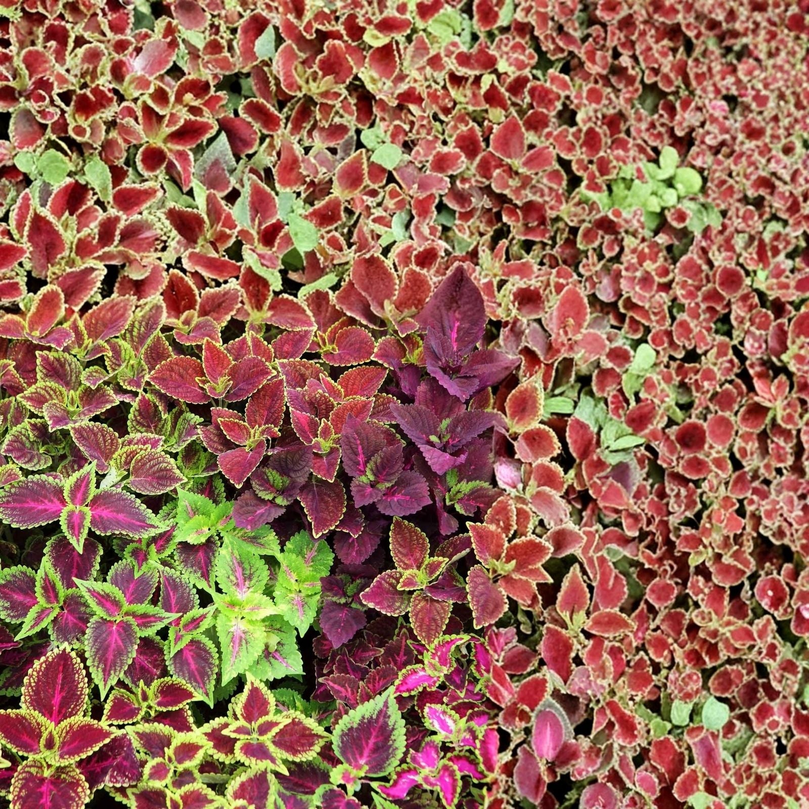 Coleus Seeds 1000 Count Jazz Combo Mix Colorful Foliage for Gardens and Containers (Coleus spp.) Non-California Shipping