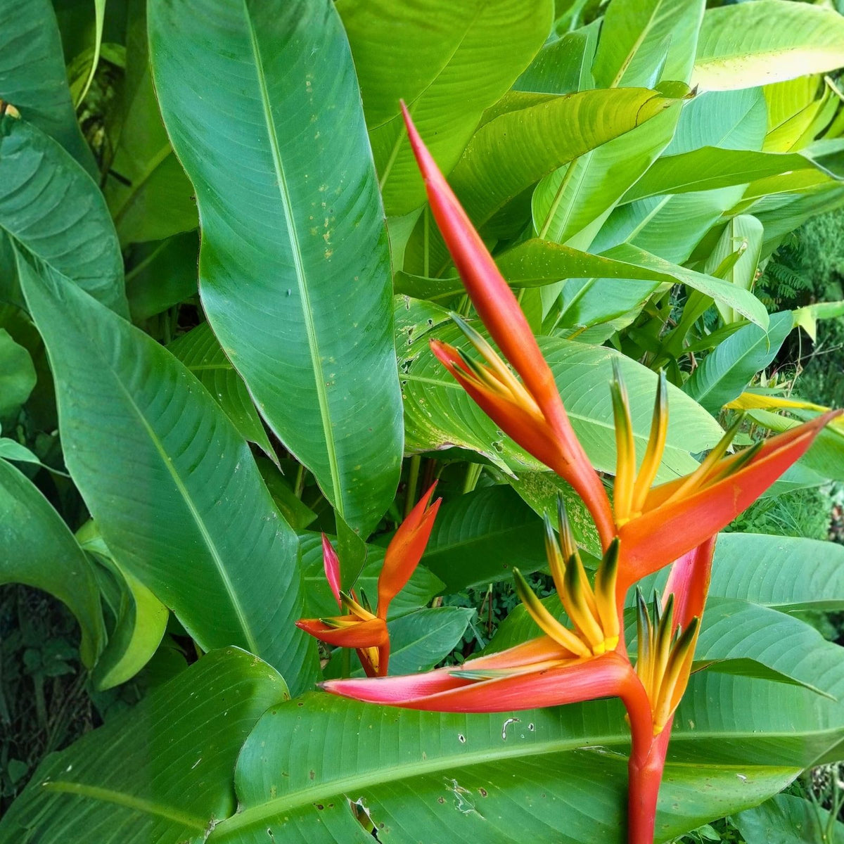Orange Heliconia Rhizomes - 3 Pack, Exotic Flowers, Birds of Paradise, Heliconia spp. - Free Shipping Offer