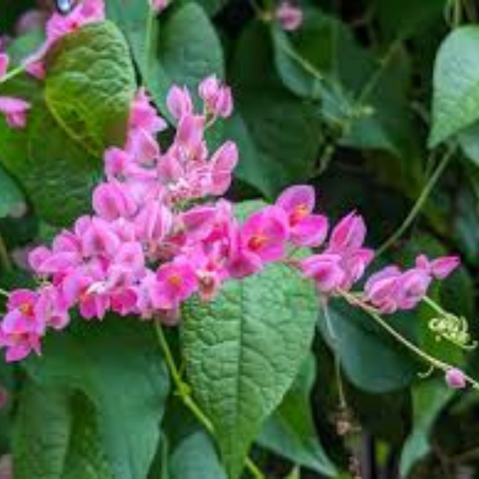 Mexican Creeper Vine Plant for Pollinators, Pink Flowers, Privacy Cover, Antigonon leptopus