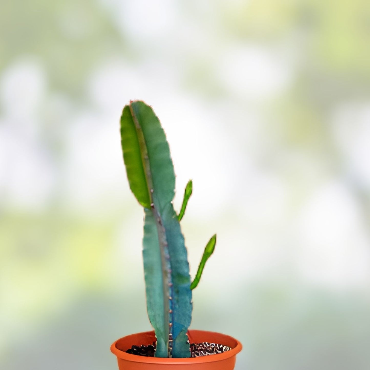 Cereus Bridge Cactus Cutting – Indoor Plant, Fast-Growing Cereus peruvianus, Succulent, Desert Cactus, H8