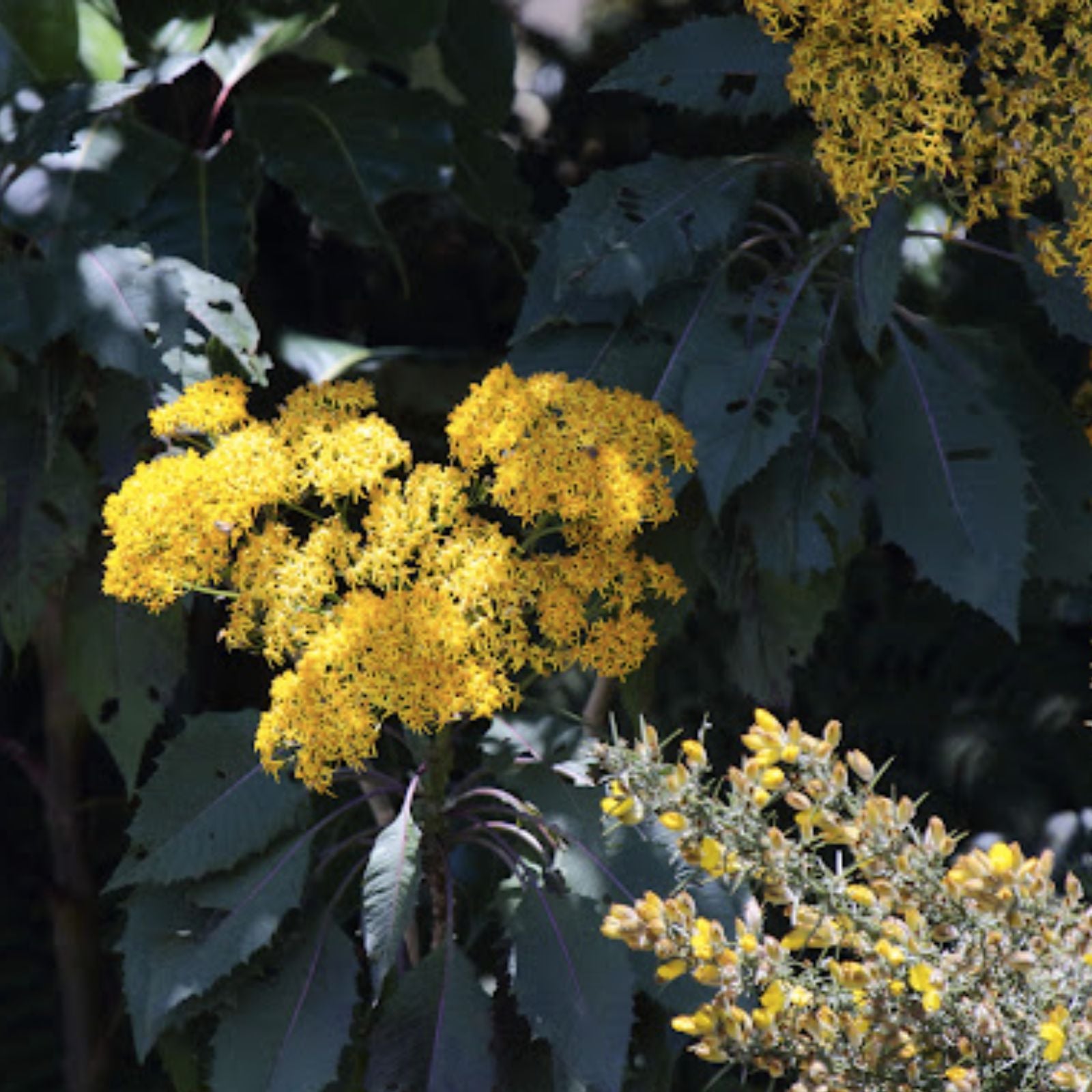 Jessea Multivenia Seeds 30 Pack - Exotic Tropical Shrub for Planting, Rare Garden Seeds, Ornamental Vine, Climbing Plant, Tropical Garden