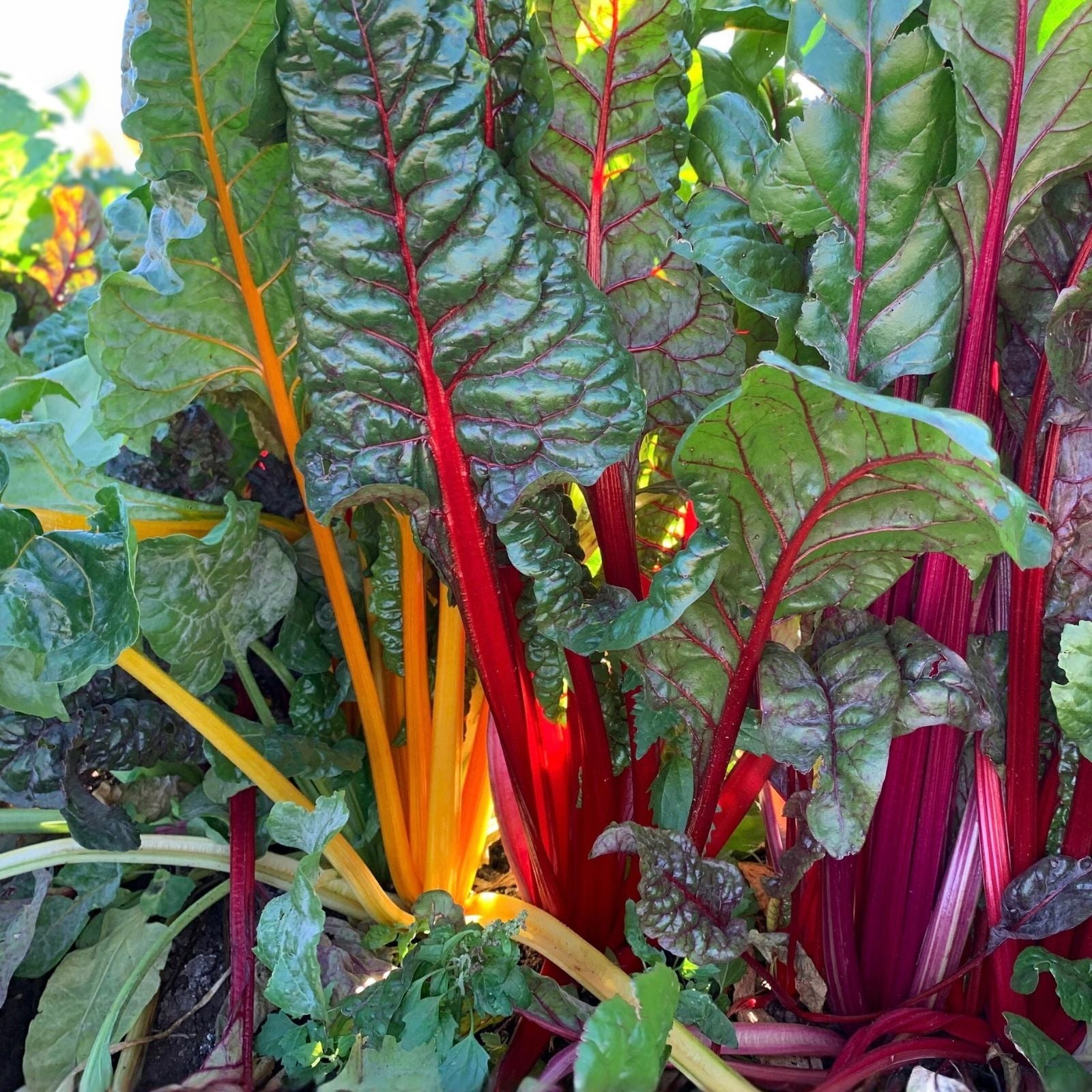 Swiss Chard Seeds 100 Count – Colorful Garden Vegetable Beta vulgaris var. cicla, Heirloom, Organic, Easy Grow