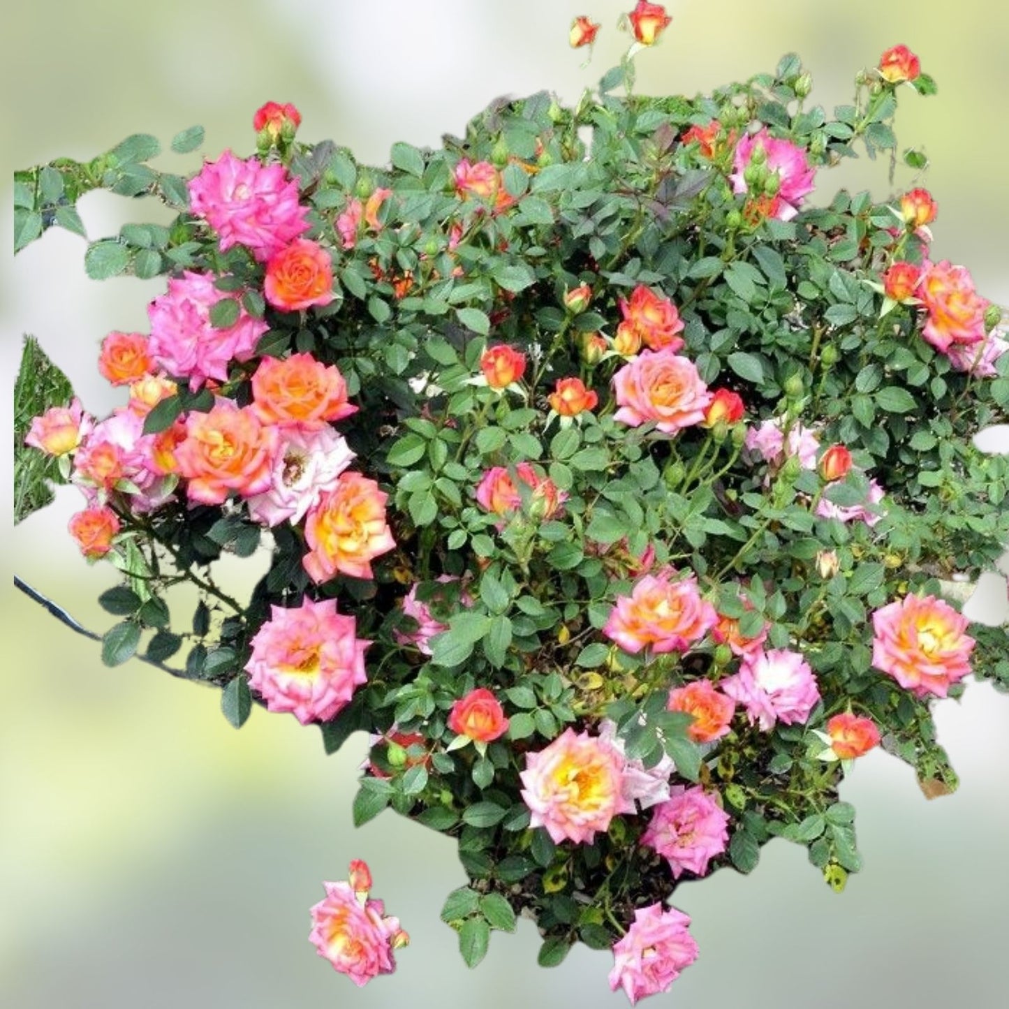 Hot Tamale Miniature Rose Cuttings - Unrooted Fresh 4" Stems - Rosa Miniature - Garden, Patio, Flowering Plant
