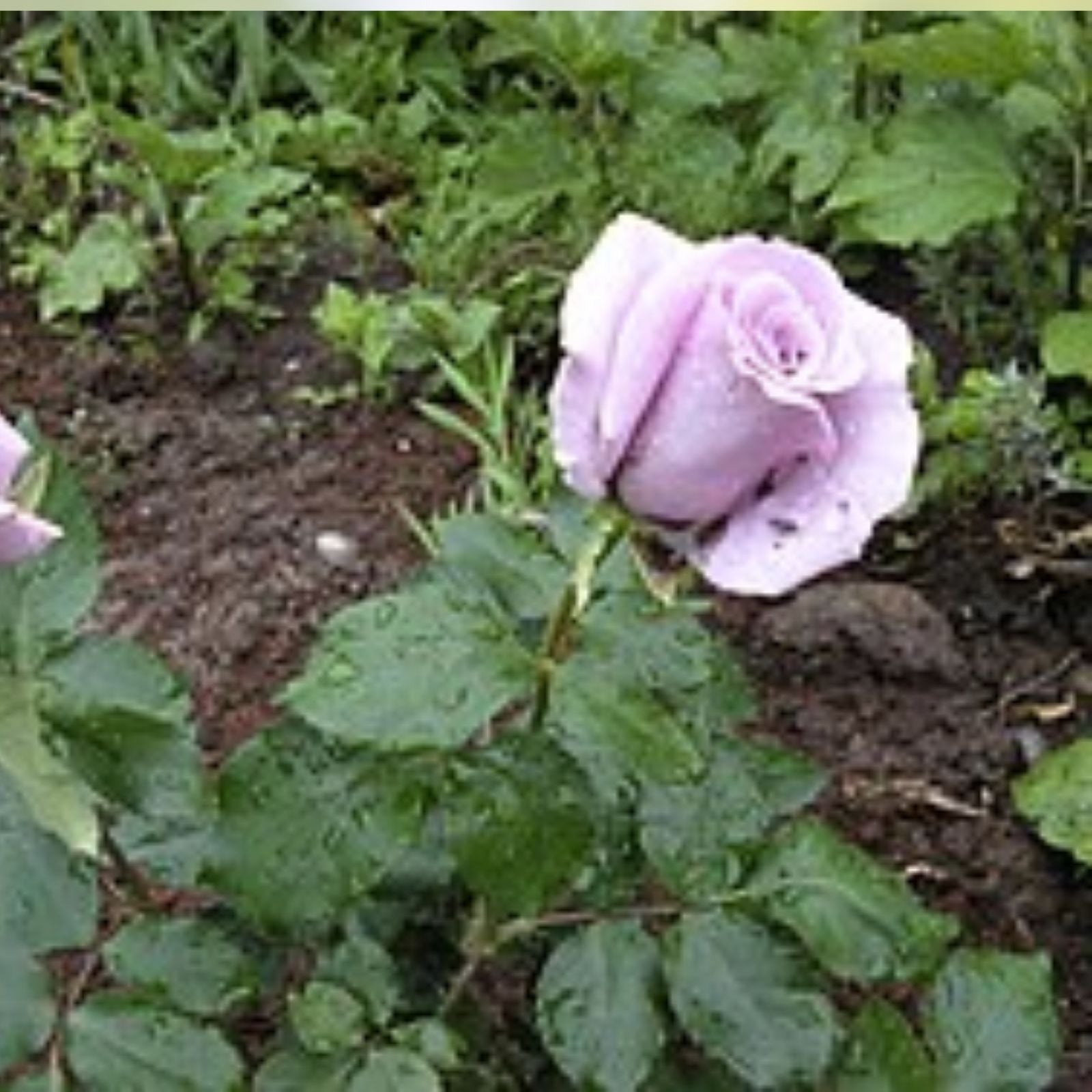 Angel Face Rose Cuttings - 5 Unrooted Rosa 'Angel Face' - Fragrant Pink Blooms for Gardening and Landscaping