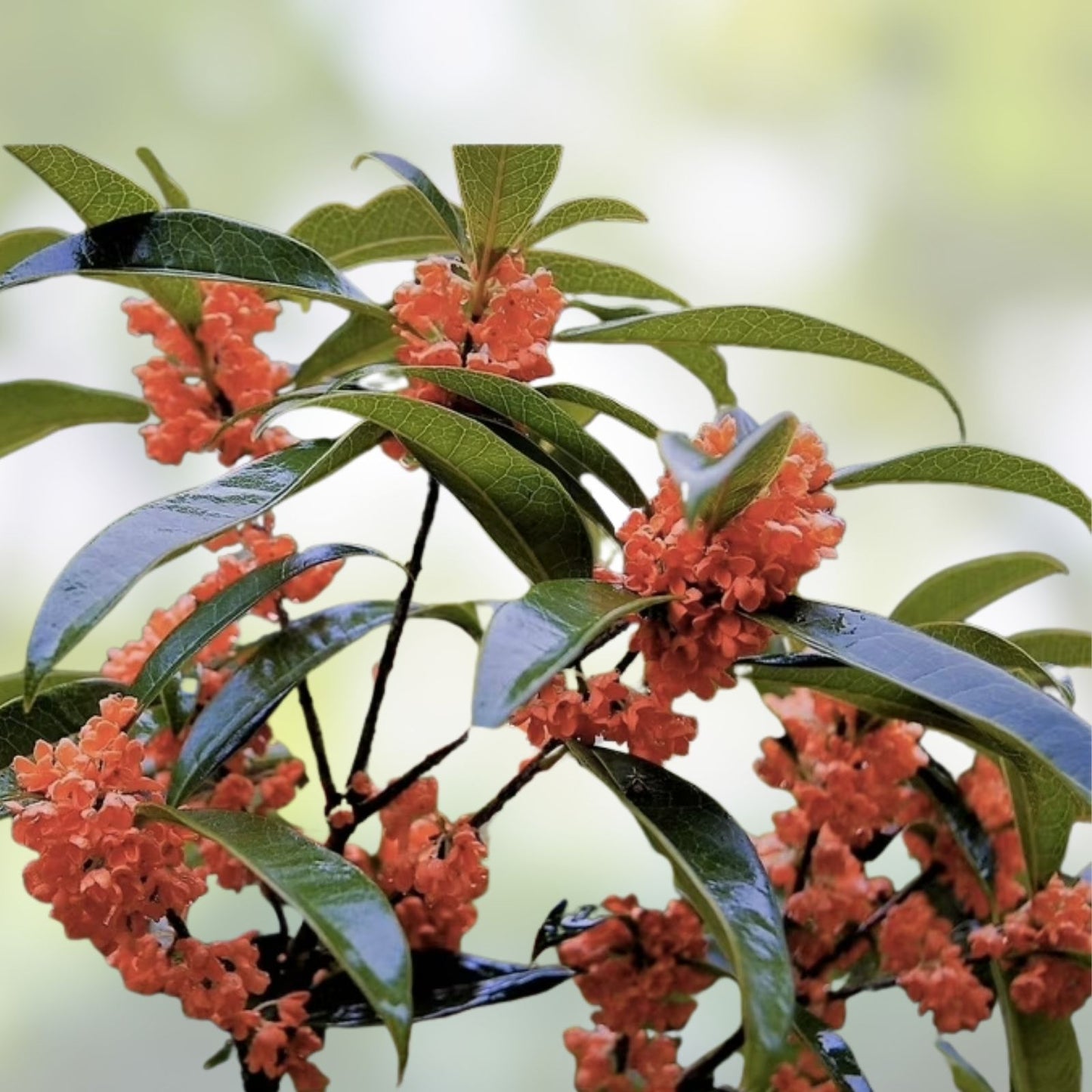 Osmanthus fragrans 'Beni Kin Mokusei' Red Sweet Tea Olive Rooted Starter Plant - Fragrant Evergreen Shrub