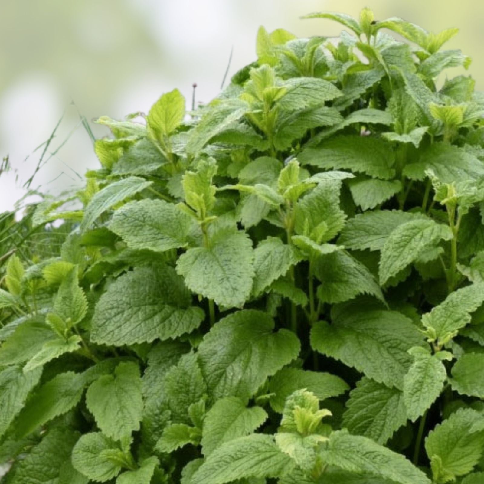 Lemon Balm Seeds - Melissa officinalis - Aromatic Culinary Herb for Gardening and Cooking