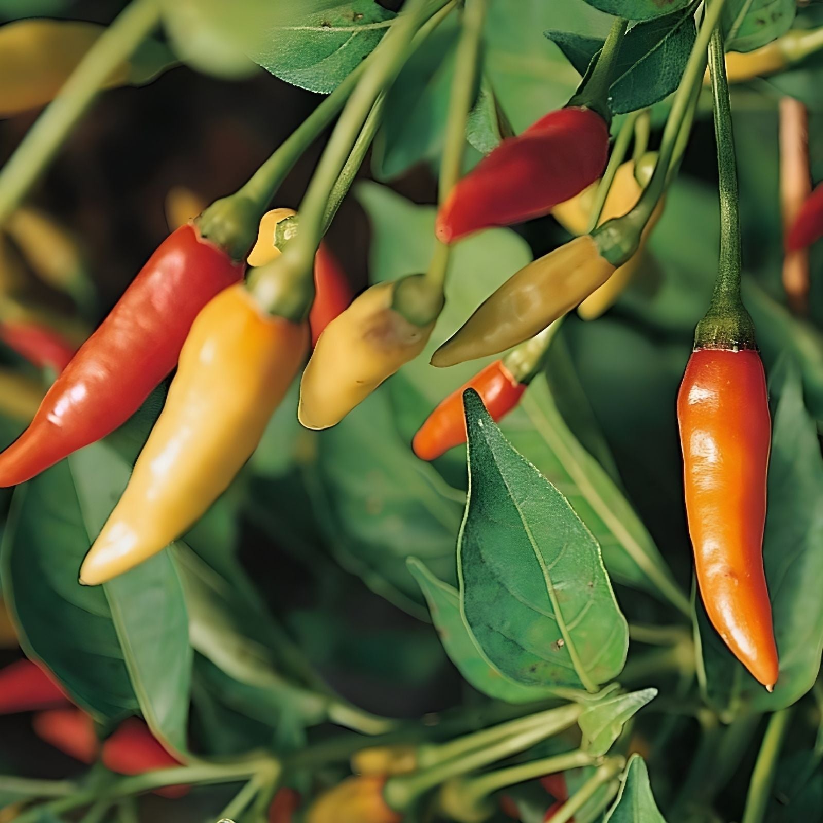 Tabasco Hot Pepper Seeds 100 Count - Spicy Variety Capsicum frutescens for Garden or Cooking
