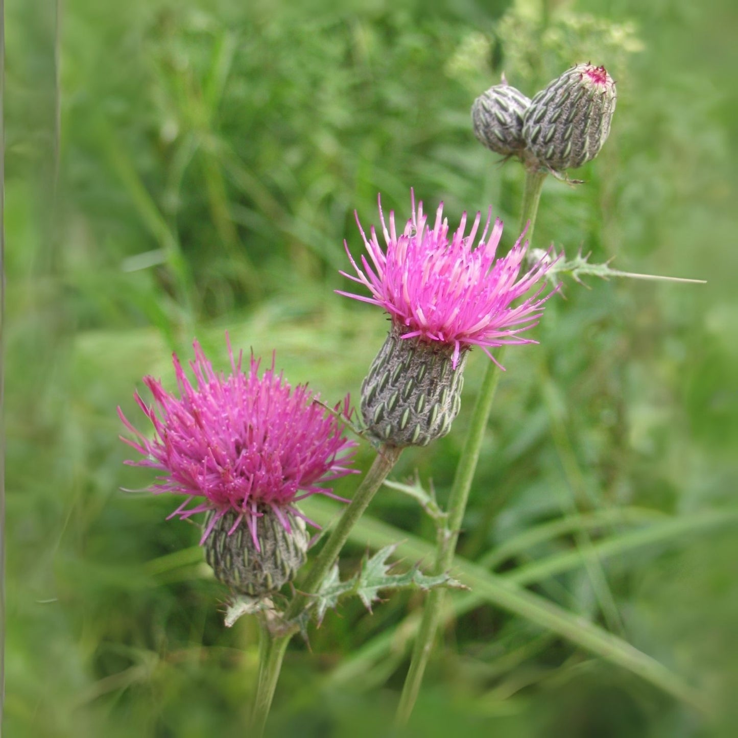 Swamp Thistle Seeds - 100 Native Seeds for Planting, Cirsium muticum, Eco-Friendly Garden, Pollinator Friendly