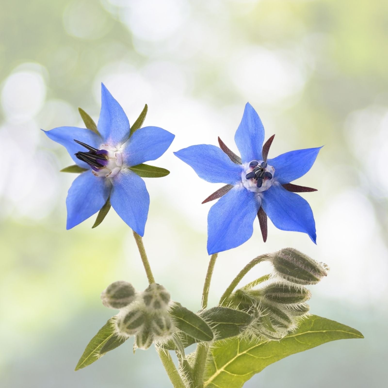 Borage Flower Seeds 75+ | Borago Officinalis | Medicinal Herb & Edible Flower Seeds for Garden Planting