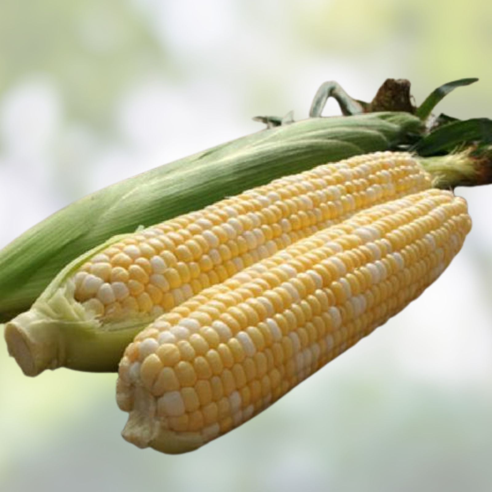200 pcs Peaches and Cream Bi-Color Sweet Corn Seeds, Non-GMO Heirloom Zea mays, Organic Vegetable Seeds for Gardening