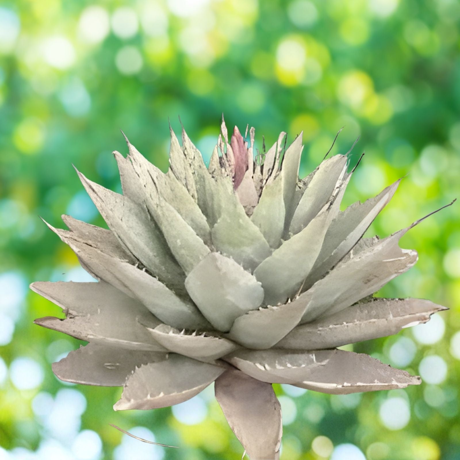 Agave Neomexicana Live Rooted Plant | Cloudcroft NM Succulent | New Mexico Agave | Drought Tolerant Desert Plant