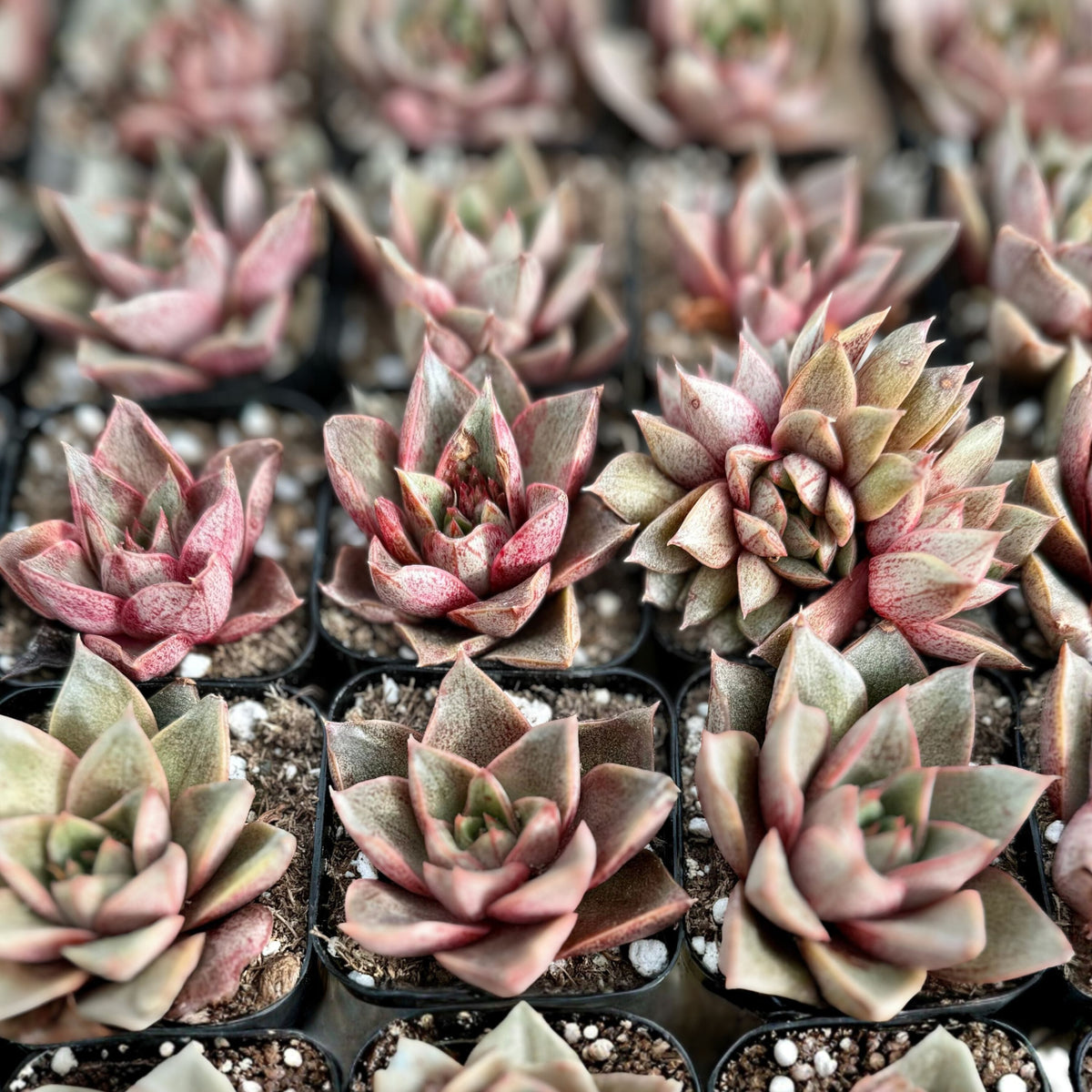 Echeveria Purpusorum Succulent in 2.5” Pot - Green with Reddish Brown Spots - Drought Tolerant Plant - Echeveria purpusorum