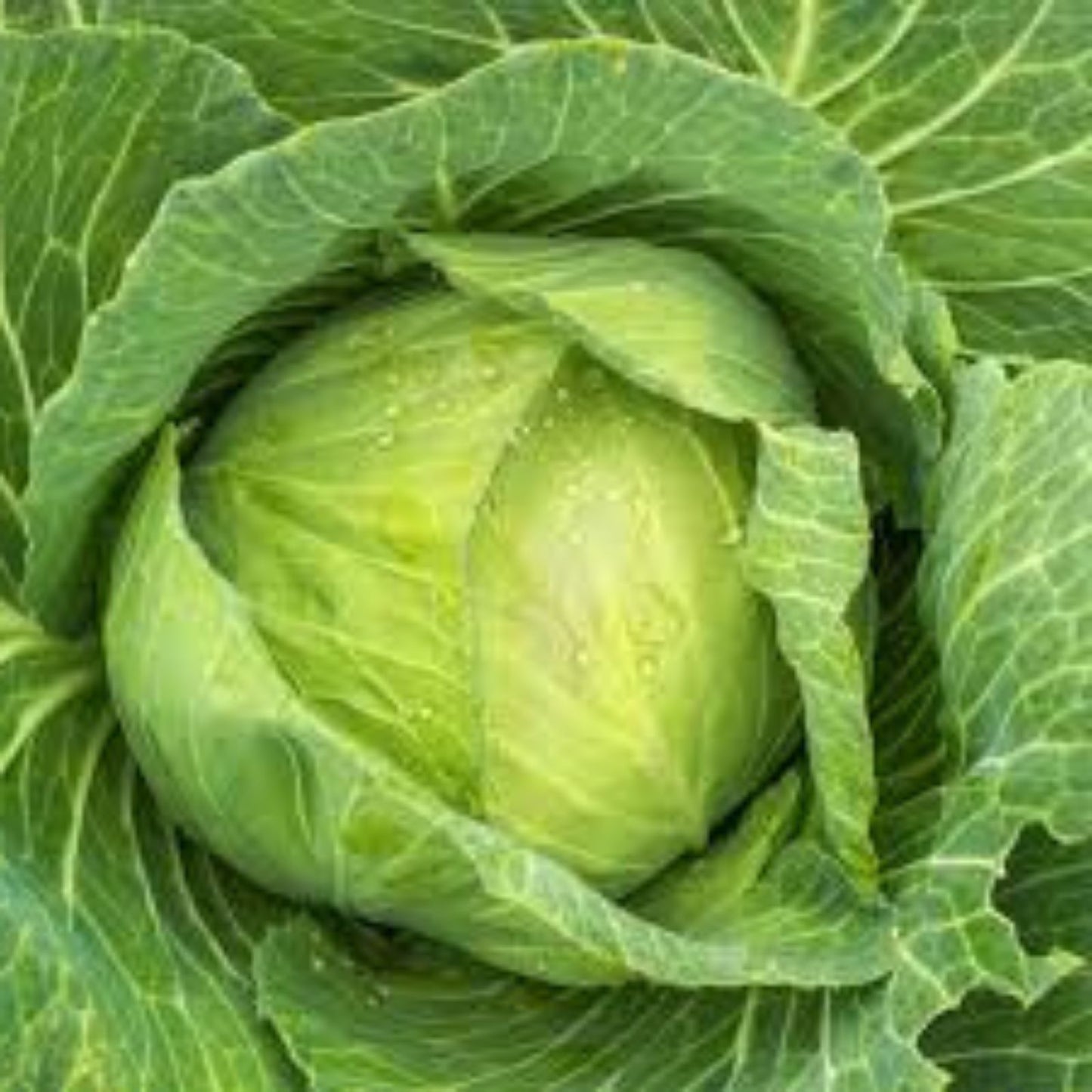 Heirloom Cabbage Seeds 50+ Non-GMO Golden Acre Brassica oleracea Vegetable Seeds for Gardening