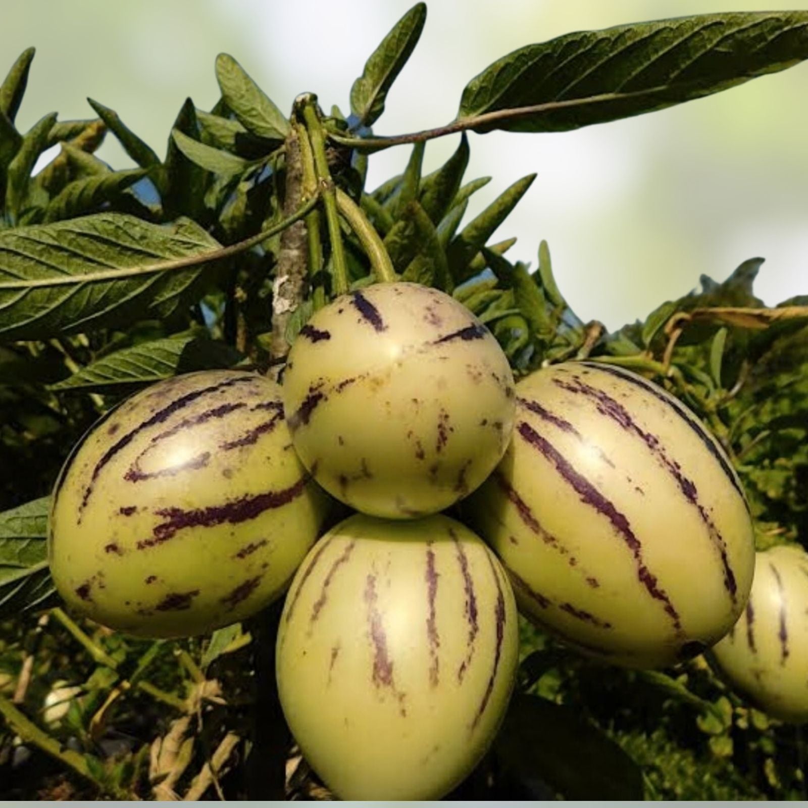Fresh Pepino Melon Cuttings - 10 Edible Fruit Plants - Solanum muricatum - Sweet, Tasty Flavor for Home Gardens
