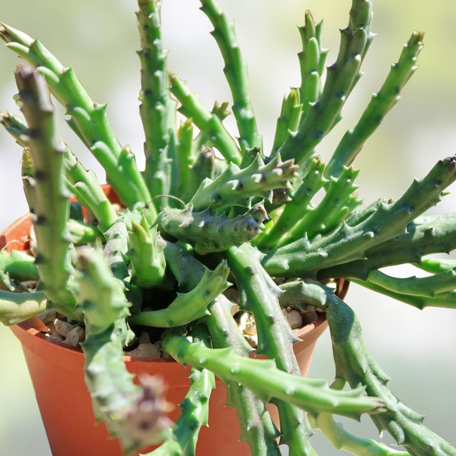 3 Huernia Stapelia Orbea Succulents - Saudi Arabica Offsets - Unique Cactus Collection - Desert Plant, Ornamental Succulents
