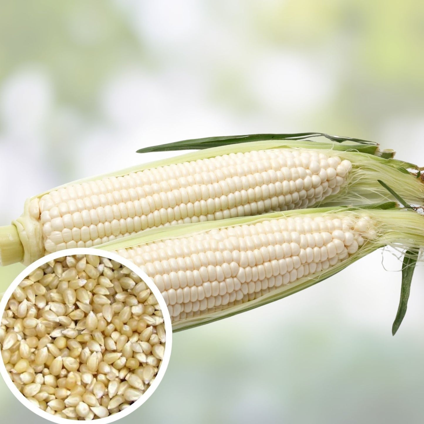White Popcorn Seeds 50+ Non-GMO Japanese Hulless Corn Zea mays everta for Home Garden Free Shipping USA