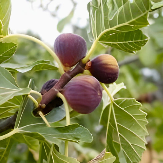 Fig Tree Starter Plant - Rooted Cuttings - Edible Fruit Variety - Ficus carica - Home Garden Plant