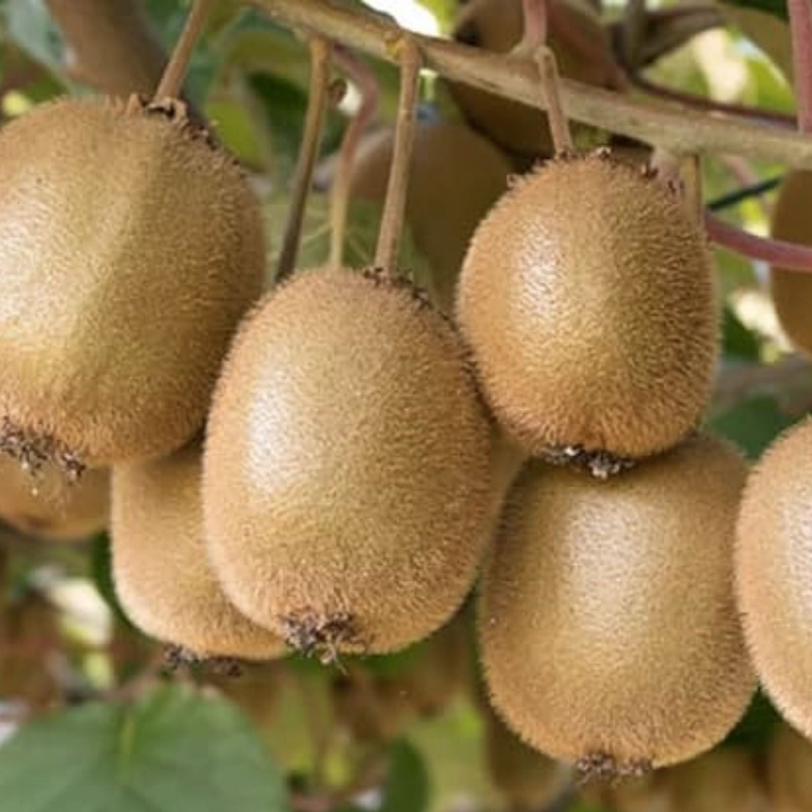 Kiwi Tree Seeds 50 Pack | Actinidia chinensis Edible Fruit Seeds for Planting | Garden Growing Supplies