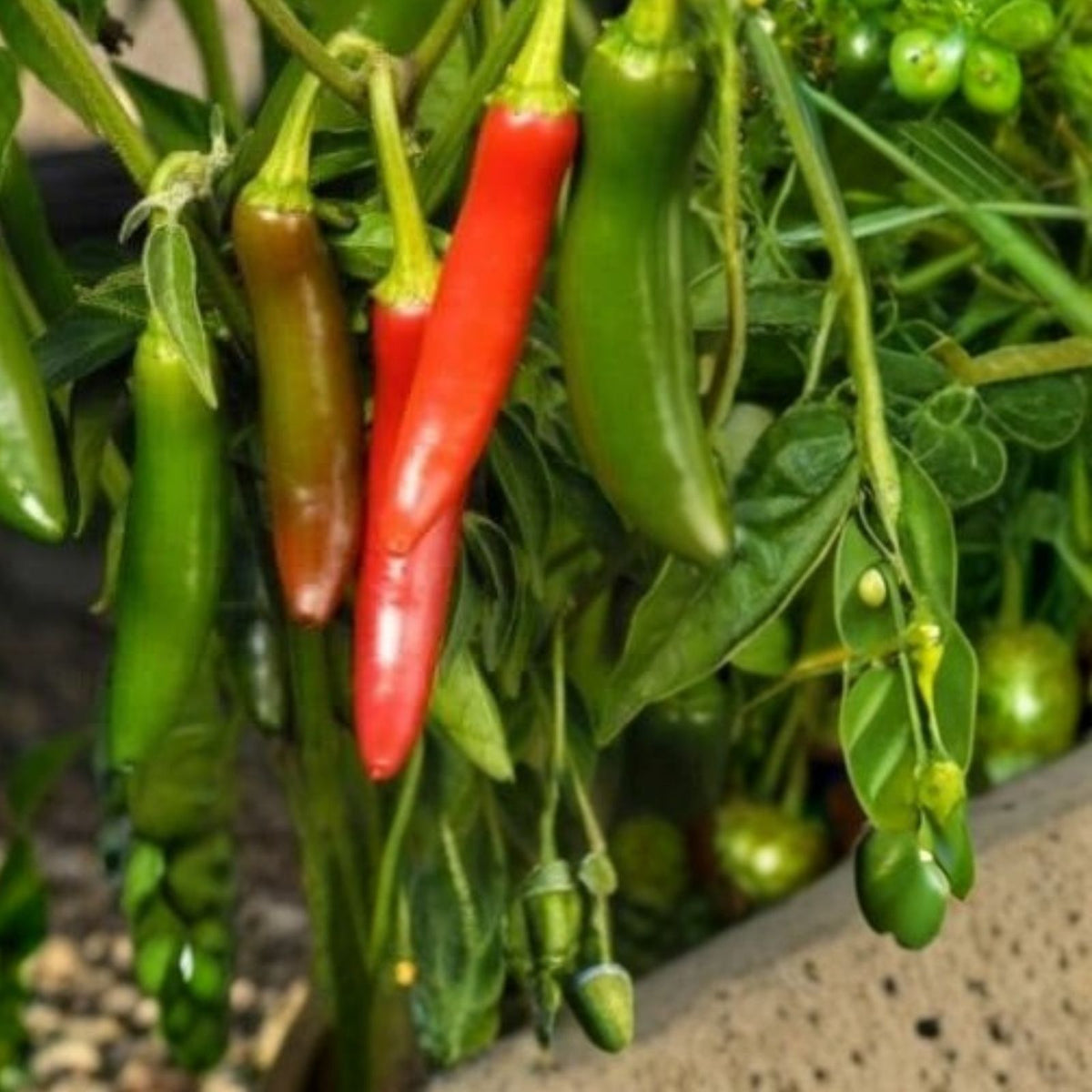 Serrano Pepper Seeds 100 Pack - Heirloom Non-GMO Hot Chili Seeds - Capsicum annuum
