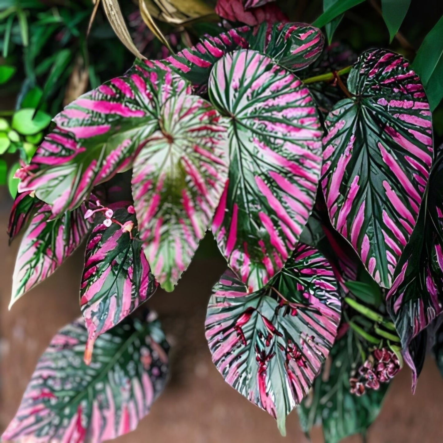 Caladium Bulbs 6-Pack - Sweetheart Variety - Perennial Elephant Ears - Fancy Foliage - Caladium bicolor