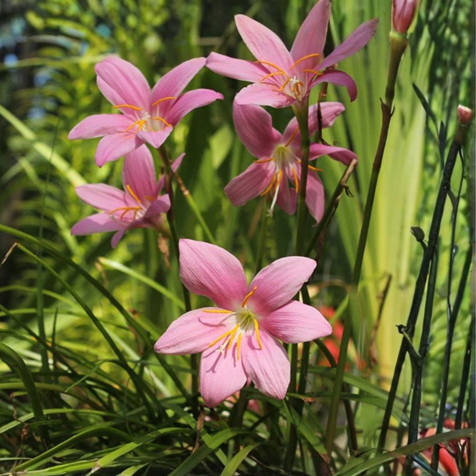 5 Bulb Rainlily Pink - Charming Zephyr Lily Flowers - Zephyranthes, Amaryllidaceae for Garden Landscaping