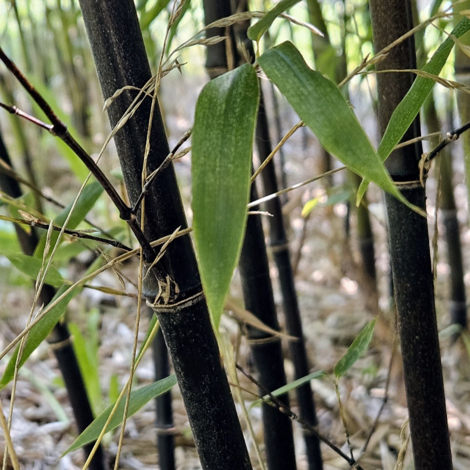 Black Bamboo Seeds - 50+ Pack - Cold Resistant Bamboo for Bonsai, Garden, Home Decoration - Phyllostachys nigra