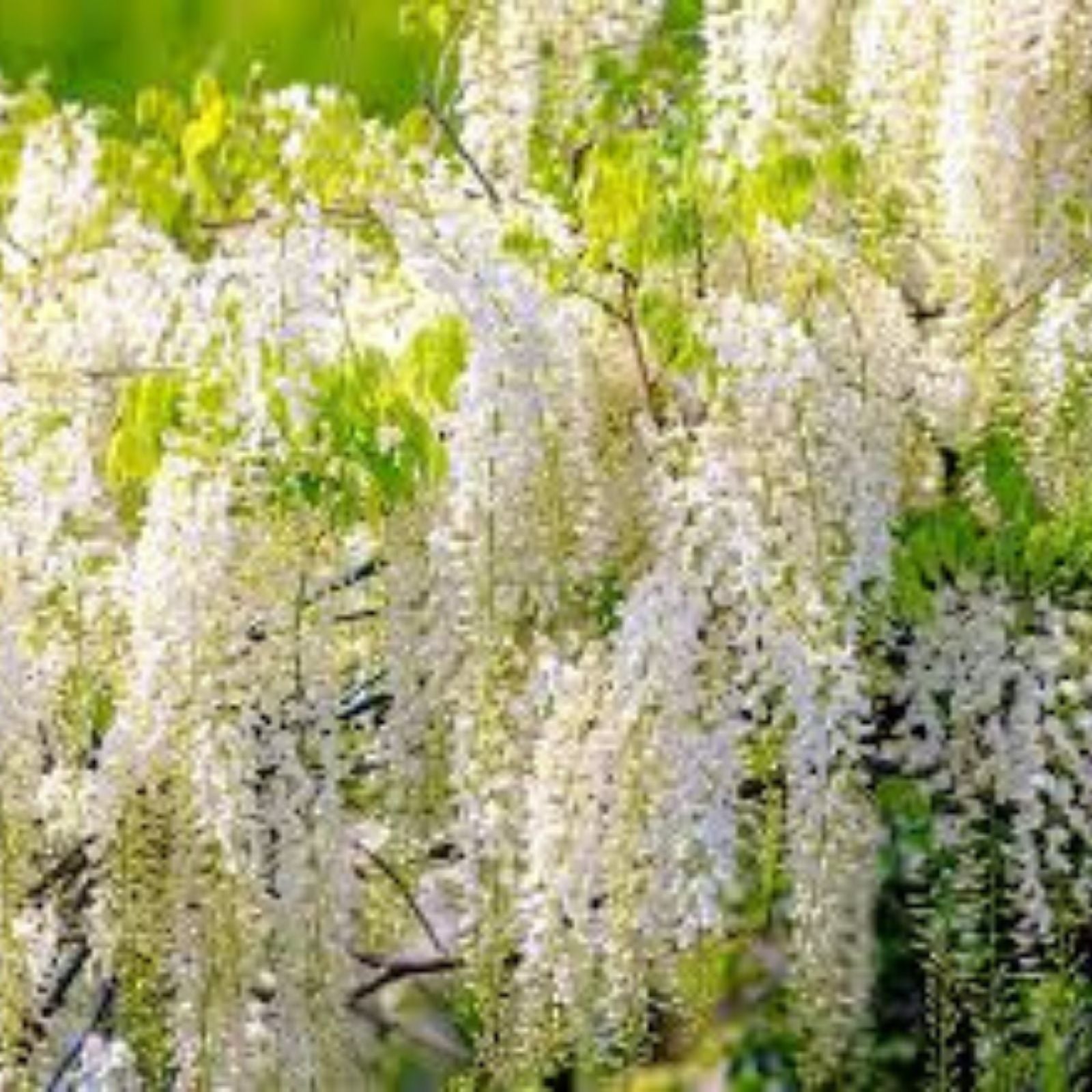 White Wisteria Seeds - 5 Rare Planting Seeds - Wisteria sinensis Alba - Garden Flower Seeds for Climbing and Trellises