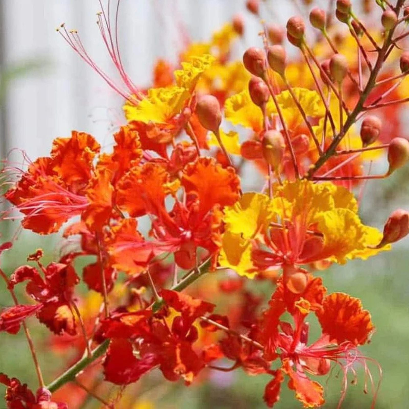 Caesalpinia Velutina Bush Seeds 10 Pack Drought Resistant Ornamental Garden Plants Live Seeds
