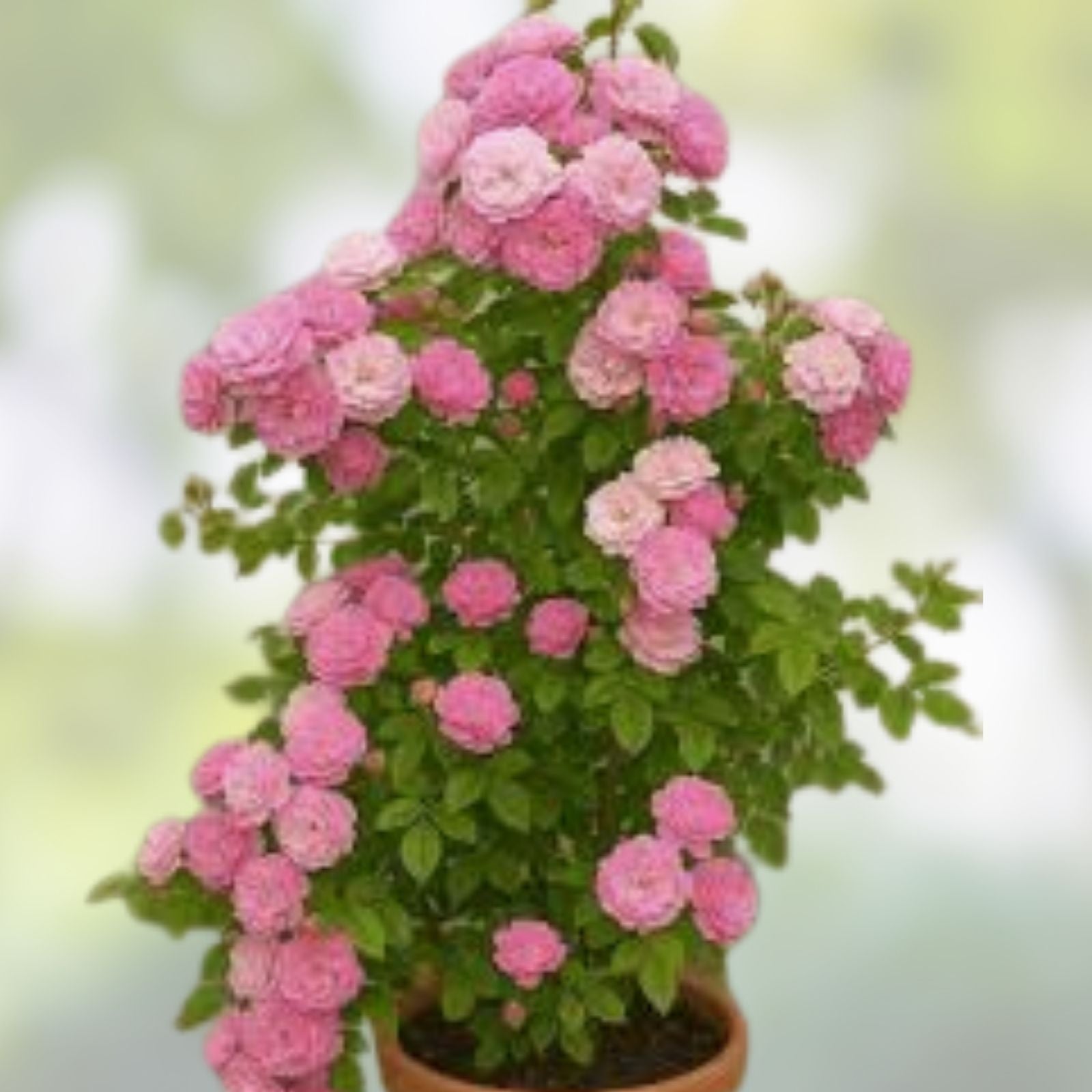 Climbing Rose Plant Cuttings – 3 Fresh Unrooted 6” Long Auswith Variety Rosa spp.