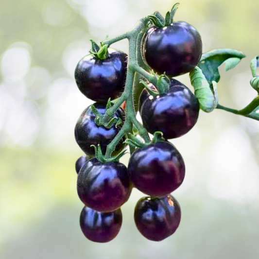 100pcs Heirloom European Black Cherry Tomato Seeds - Non-GMO, Rich Flavor - Solanum lycopersicum
