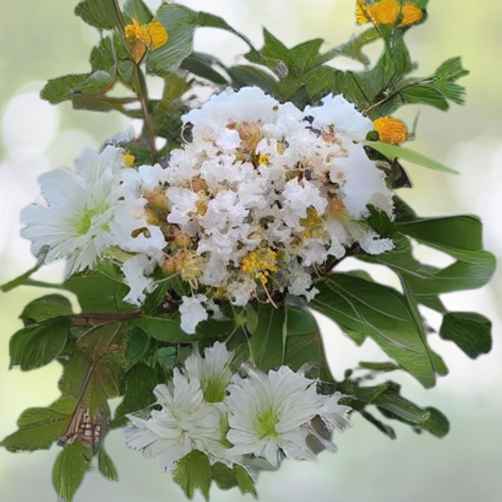 Crape Myrtle Cuttings - 5+2 Free White Bloom Rare Flower Fresh Unrooted Cuttings - Lagerstroemia Indica