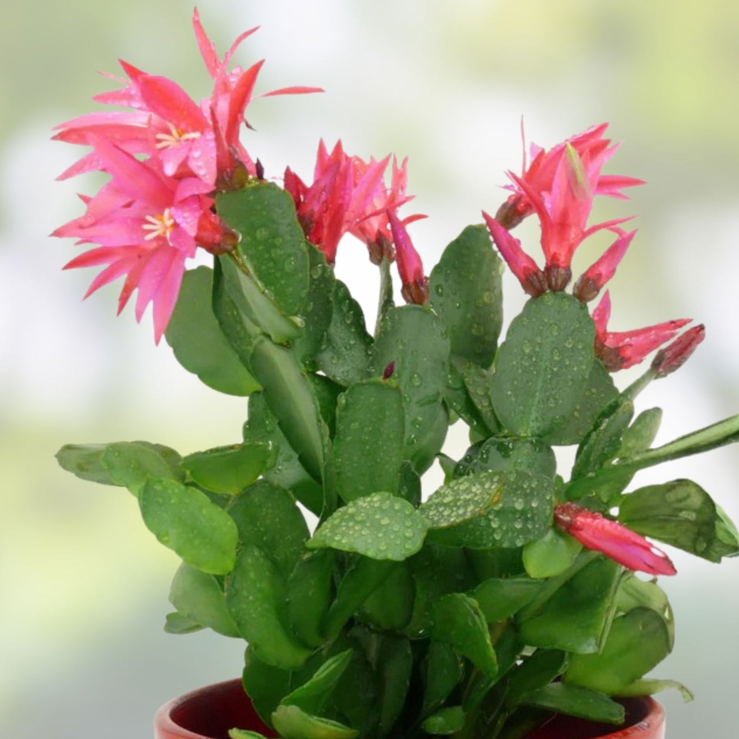 Christmas Cactus Plant 3 Per Pot Old Fashioned Pink Schlumbergera × buckleyi | Indoor Succulent Flowering Plant