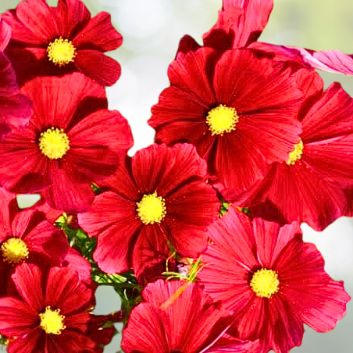 Cosmos Seeds - 100 Non-GMO Dwarf Ruby Color Variety - Pollinator Friendly (Cosmos bipinnatus)