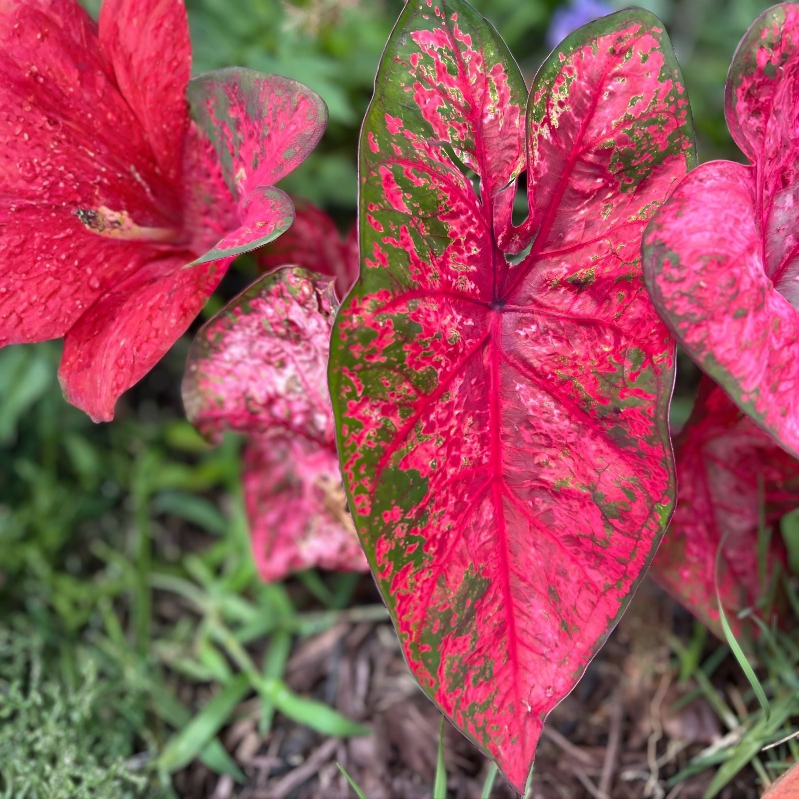 Lava Glow Caladium Bulbs - Perennial Elephant Ears, Variegated Foliage, Garden Planting, Tropical Indoor Outdoor Plant