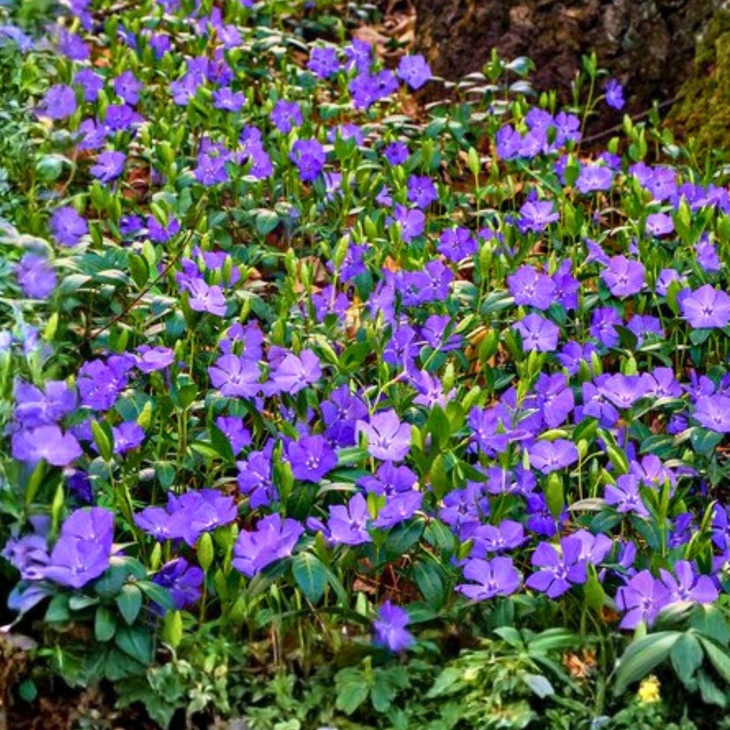 Periwinkle Ground Cover Live Plants Set of 12, Vinca Minor, Hardy, Drought Tolerant, Low Maintenance Garden Plants