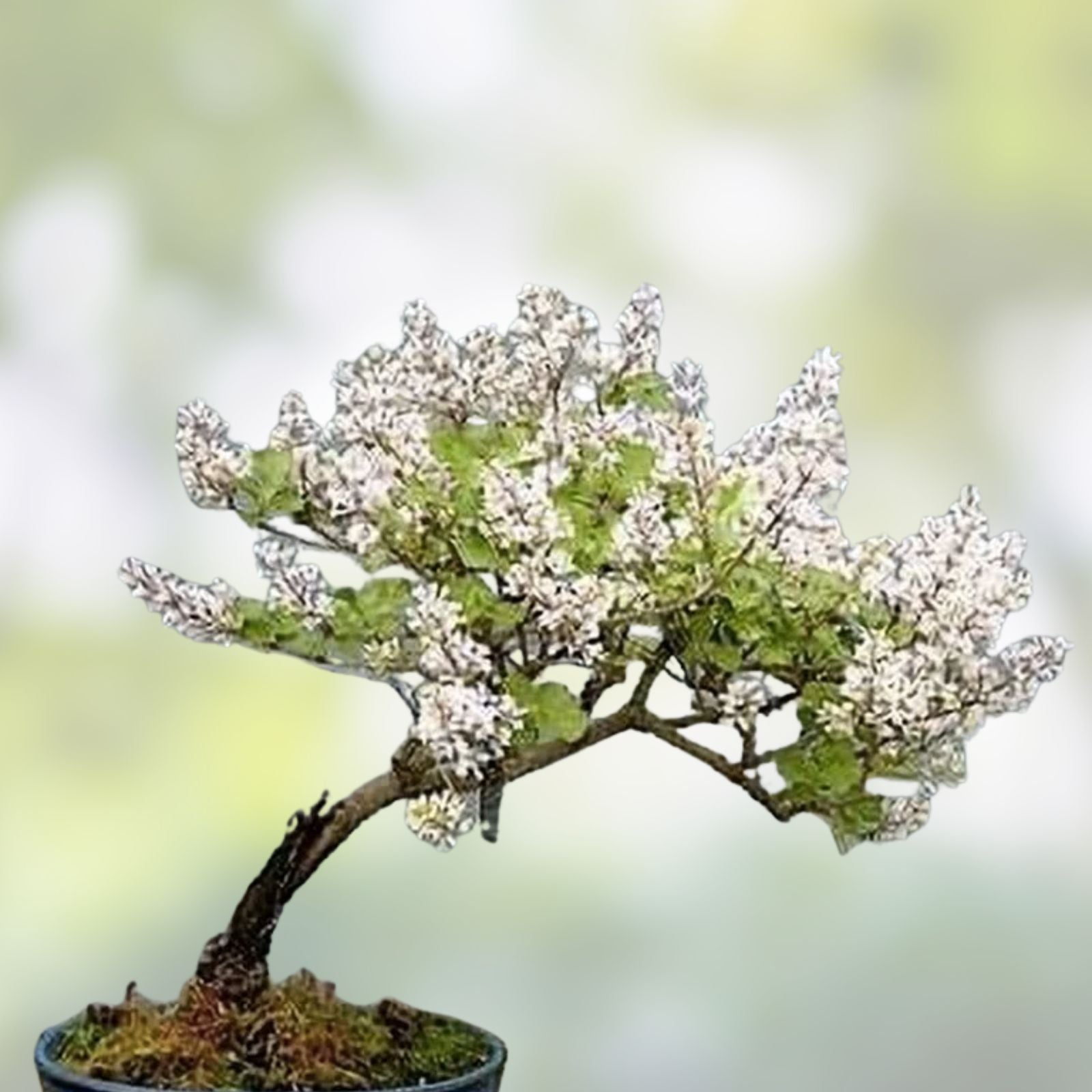 White Lilac Bonsai Tree Seeds - 30 Pack - Syringa vulgaris - Stunning White Blooms - Easy to Grow Indoor or Outdoor Plant