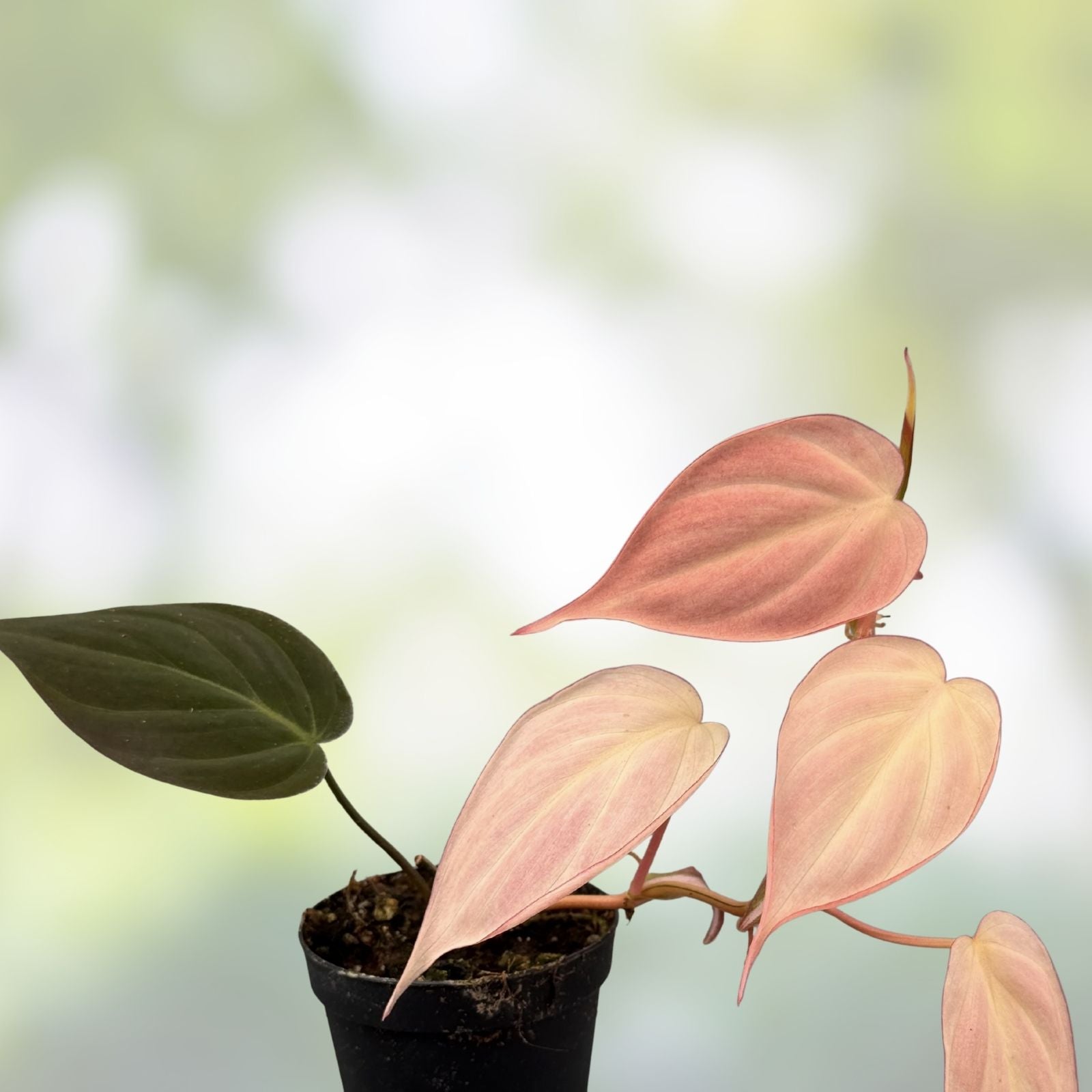 Rooted Philodendron Plant - Variegated Micans Pink Aurea - Philodendron micans - Indoor Houseplant, Trailing, Low Maintenance