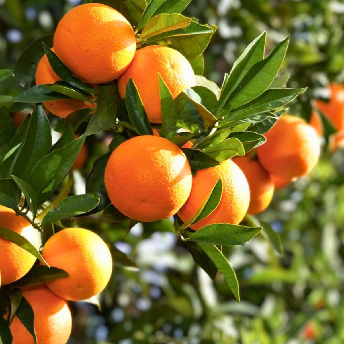 Minneola Tangerine Tree - 3 Gallon Live Plant in Pot - Citrus reticulata × Citrus paradisi - Edible Fruit Tree