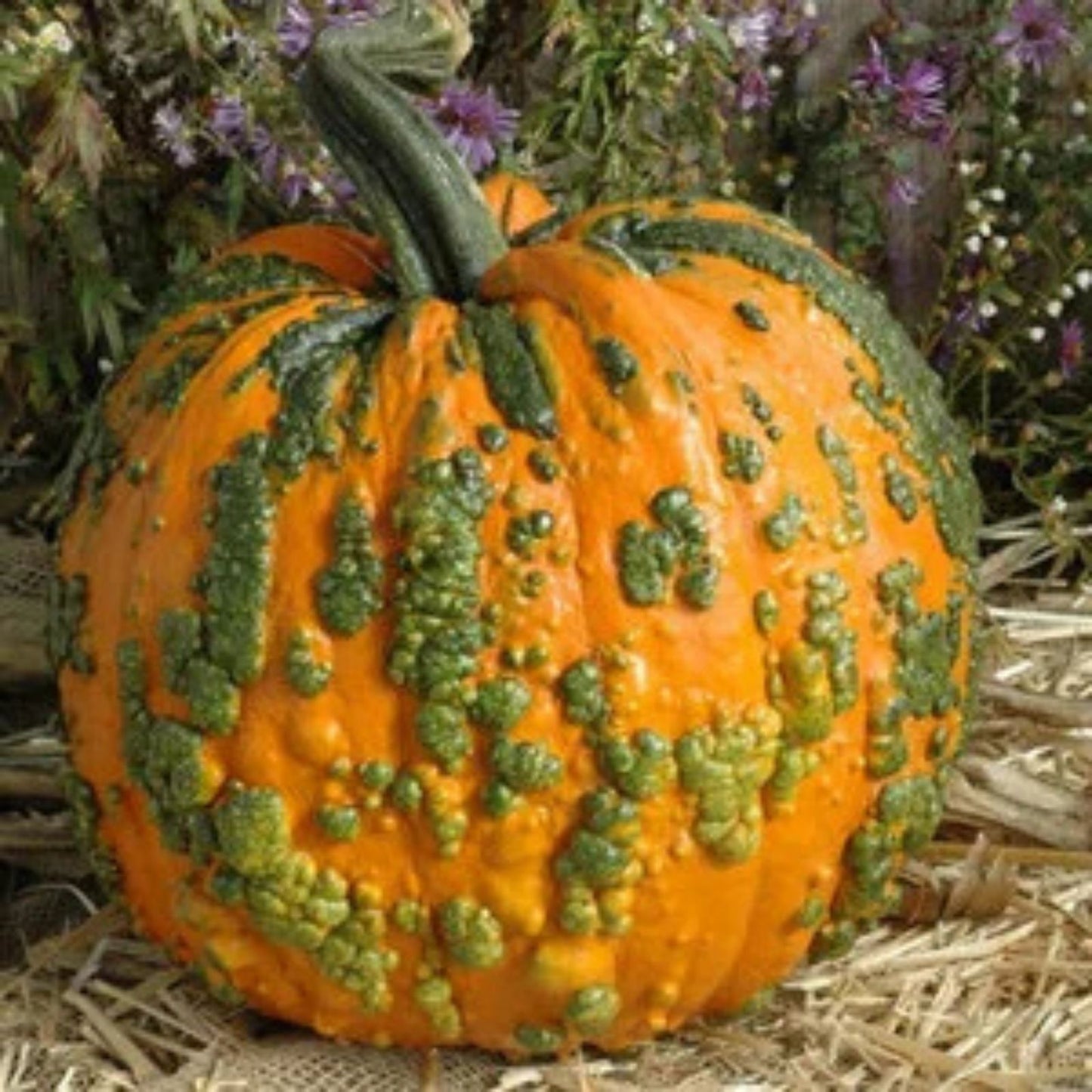 Knucklhead Pumpkin Seeds Organic 10 Pack USA Grown Cucurbita pepo Heirloom Pumpkin Seeds