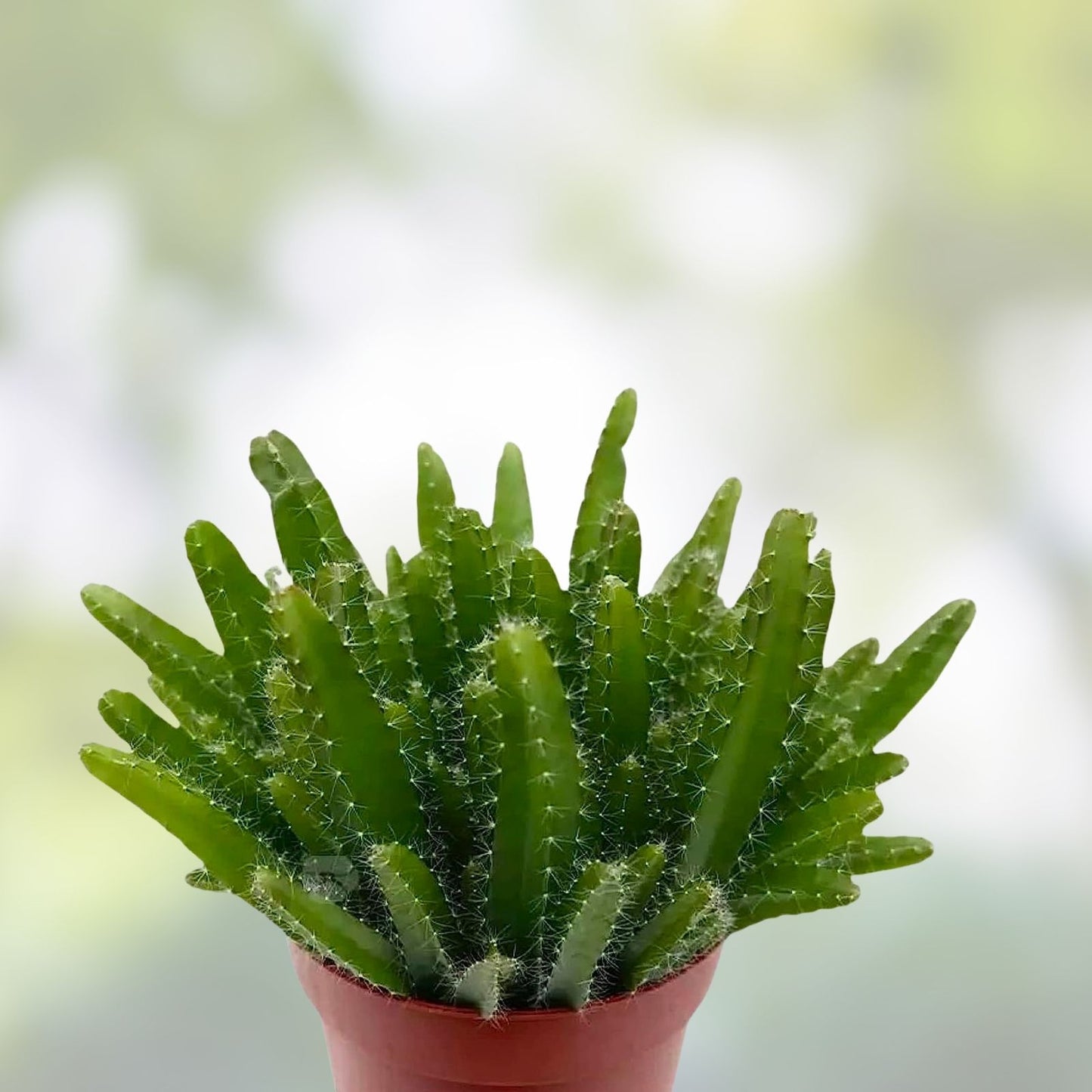 Mature Dragon Fruit Cuttings - Natural Mystic Variety - Hylocereus undatus - Edible Cactus Plant Propagation