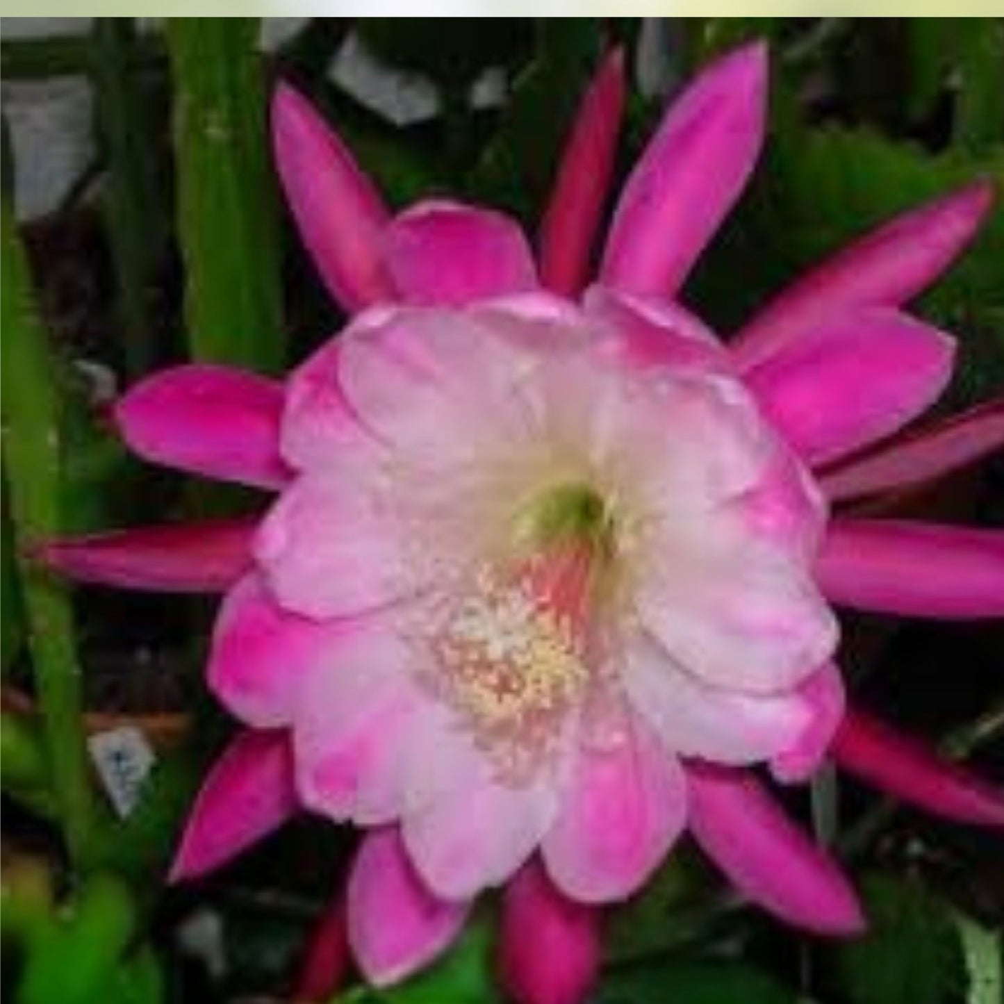 Epiphyllum 'Pierette' Unrooted Cutting - Rare Orchid Cactus - Exotic Houseplant - Succulent Plant for Indoor Garden
