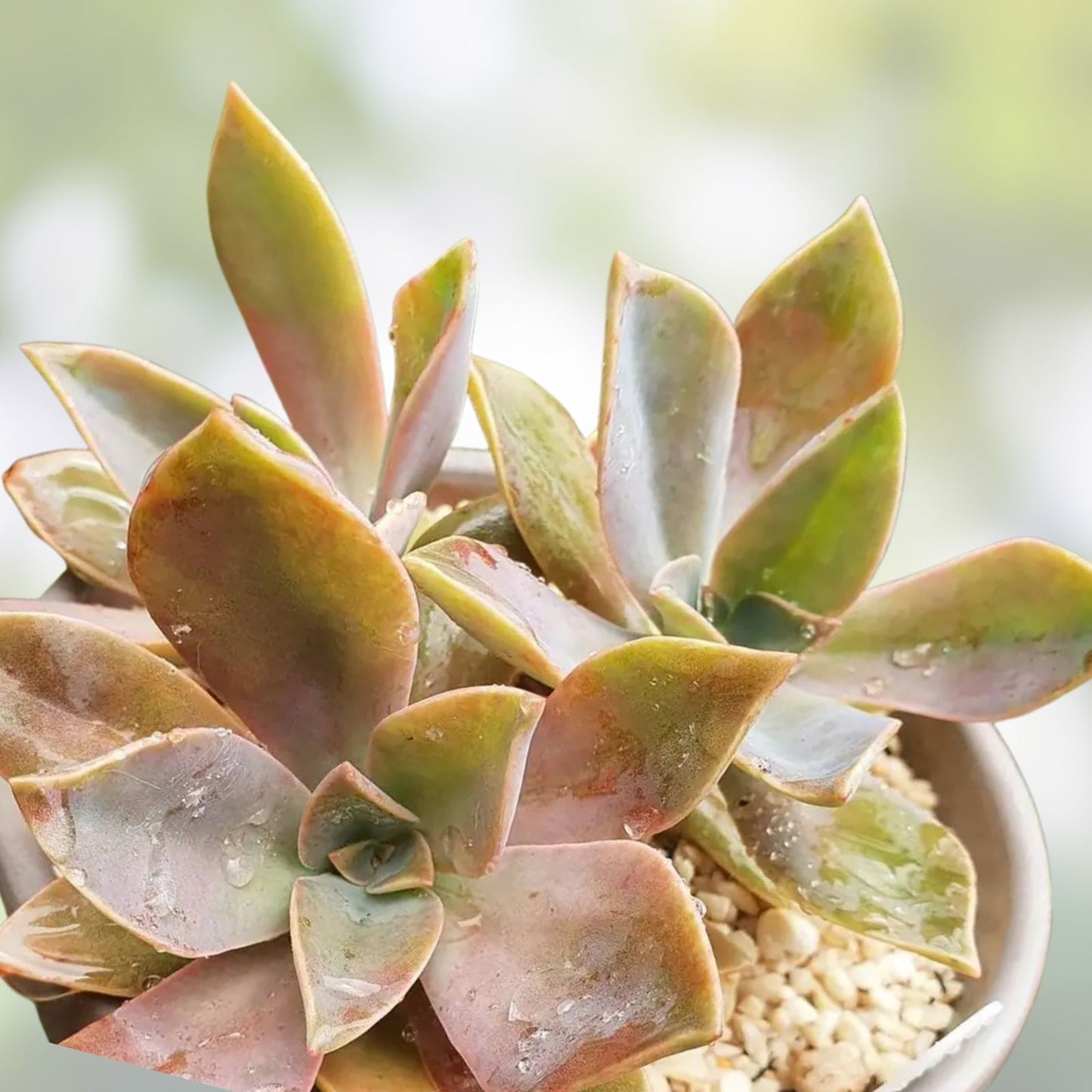 Graptoveria Fred Ives Succulent Plant - 5 Large Leaves for Propagation - Easy Care Houseplant - Crassulaceae