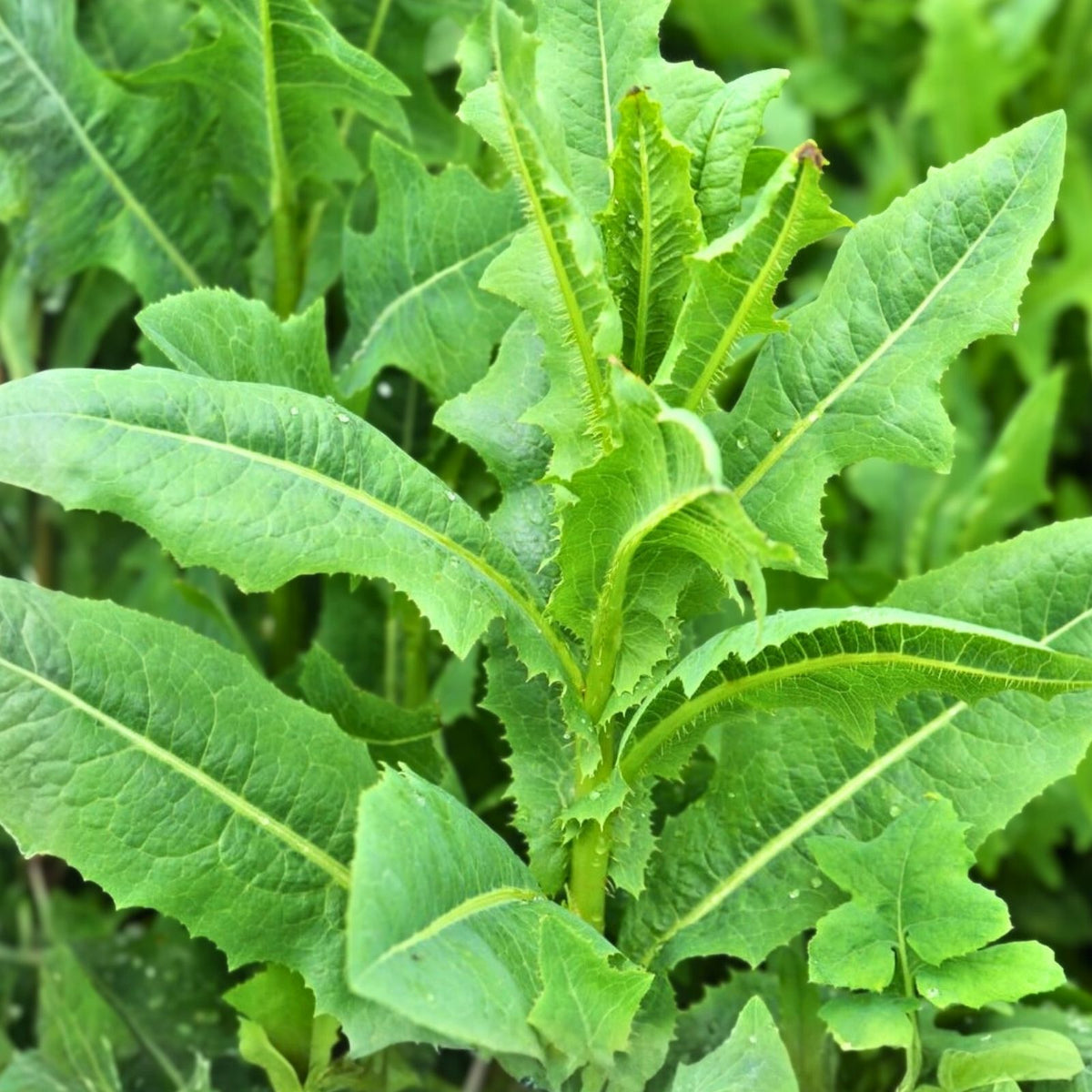 Wild Lettuce Live Plant 2-Pack - Organic Pain Relief, Lactuca Virosa, USA Grown
