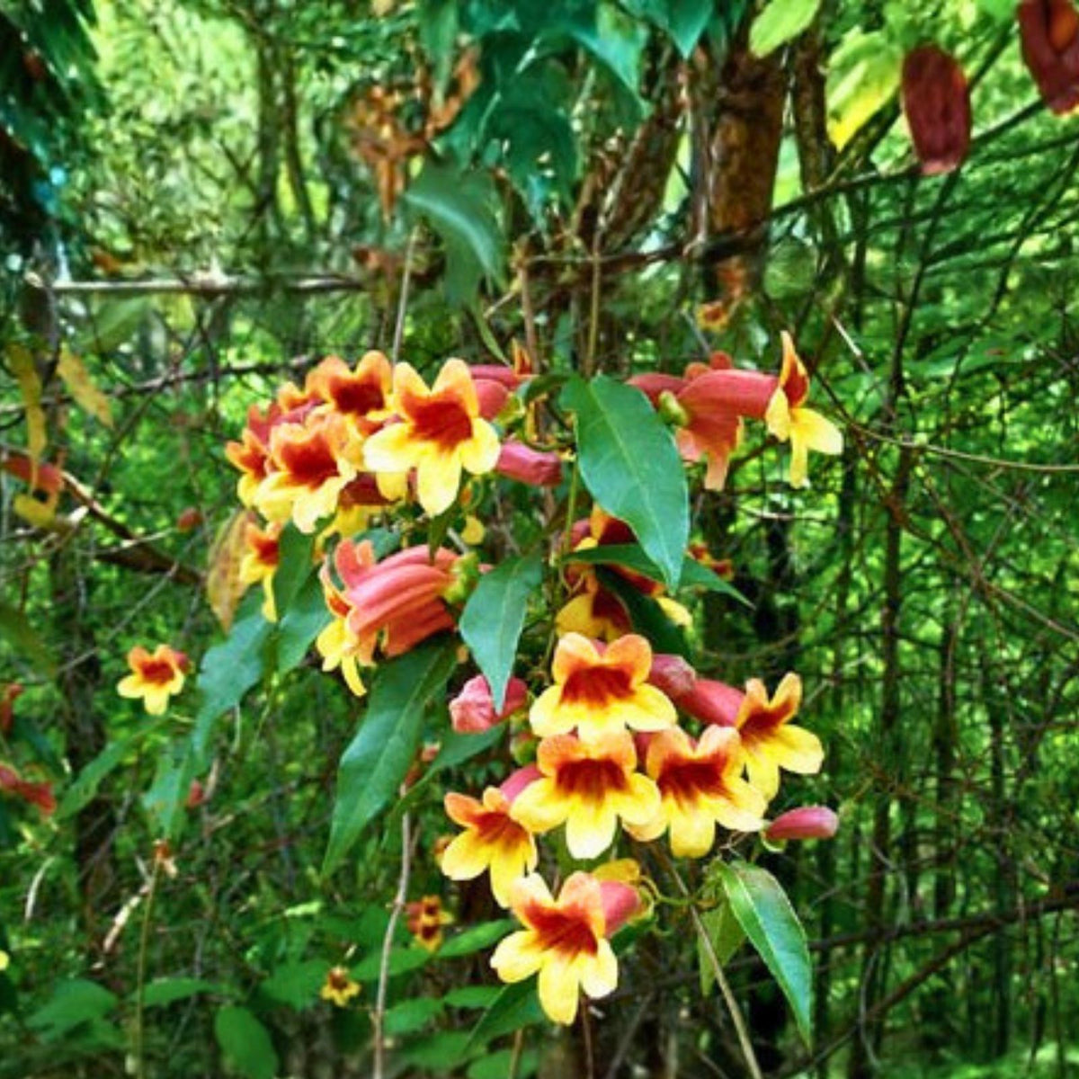 Live Crossvine Vines 10-Pack - Rare Bignonia Capreolata - Southern Alabama Native Plant for Garden, Climbing Vine, Ornamental Plant