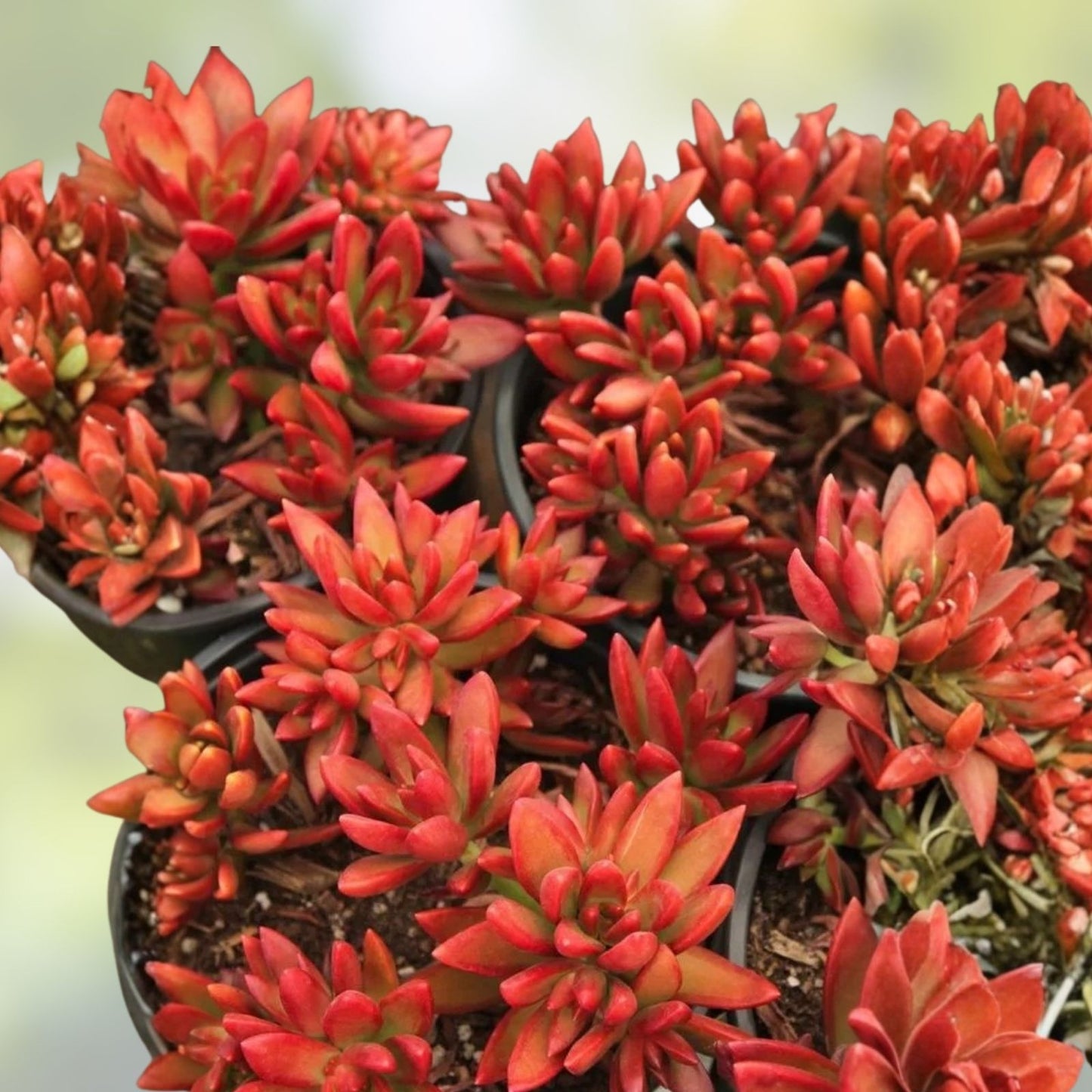 Succulent Plants 2" Sedum adolphi 'Firestorm' - Yellow Red Rosettes - Live Succulents for Home Decor