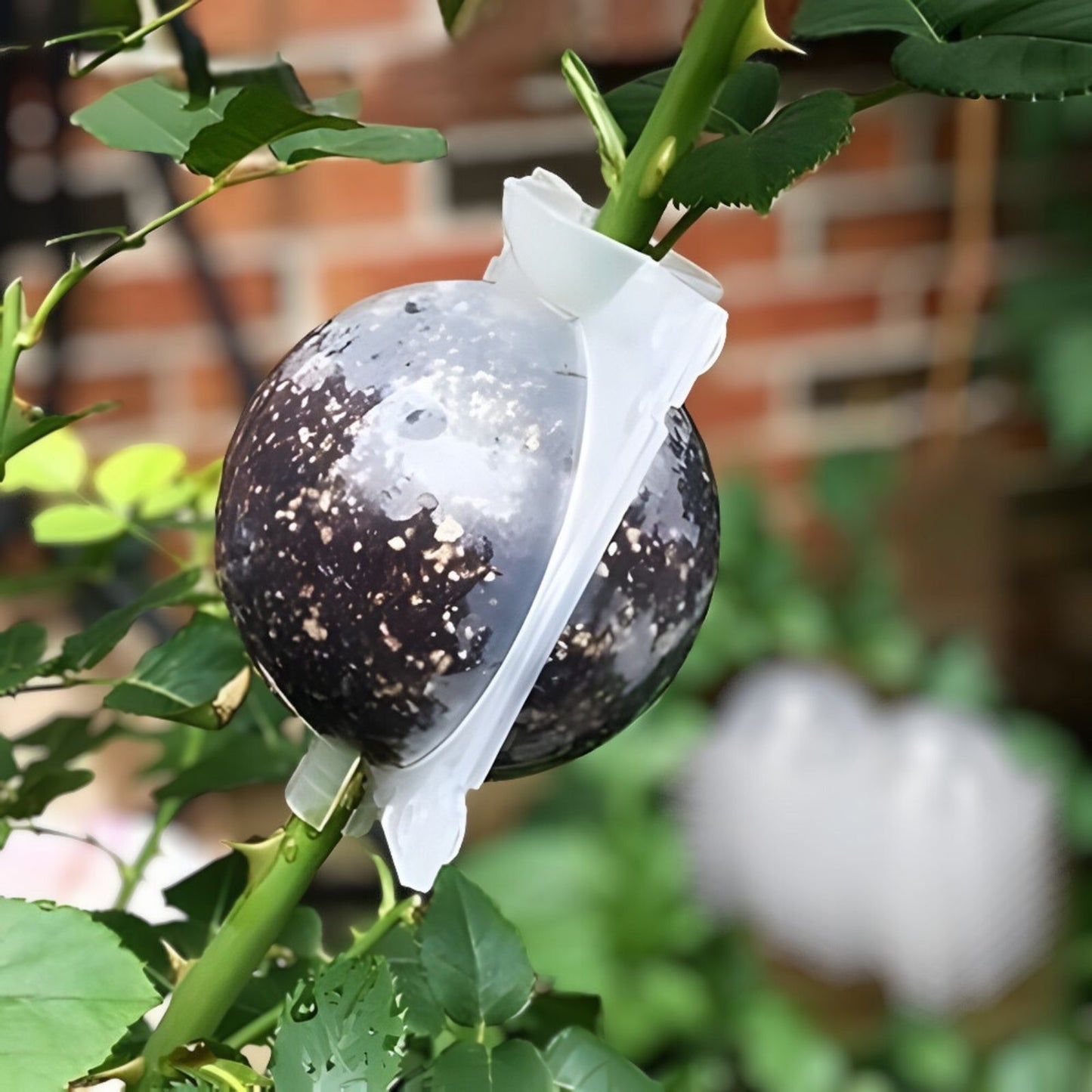 Air Layering Pods 8 Pcs Small Transparent Plant Rooting Propagation Balls for Healthy Growth